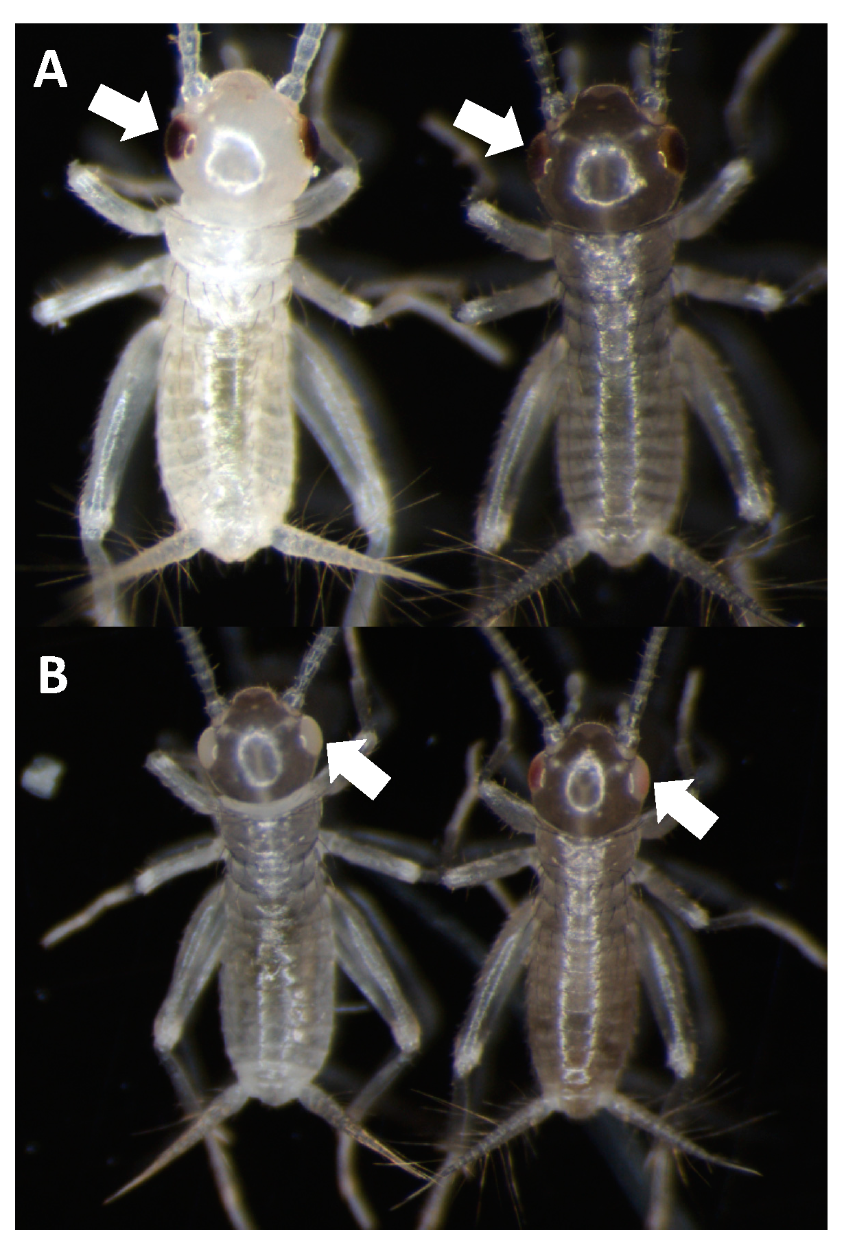 Biomolecules 13 00589 g006