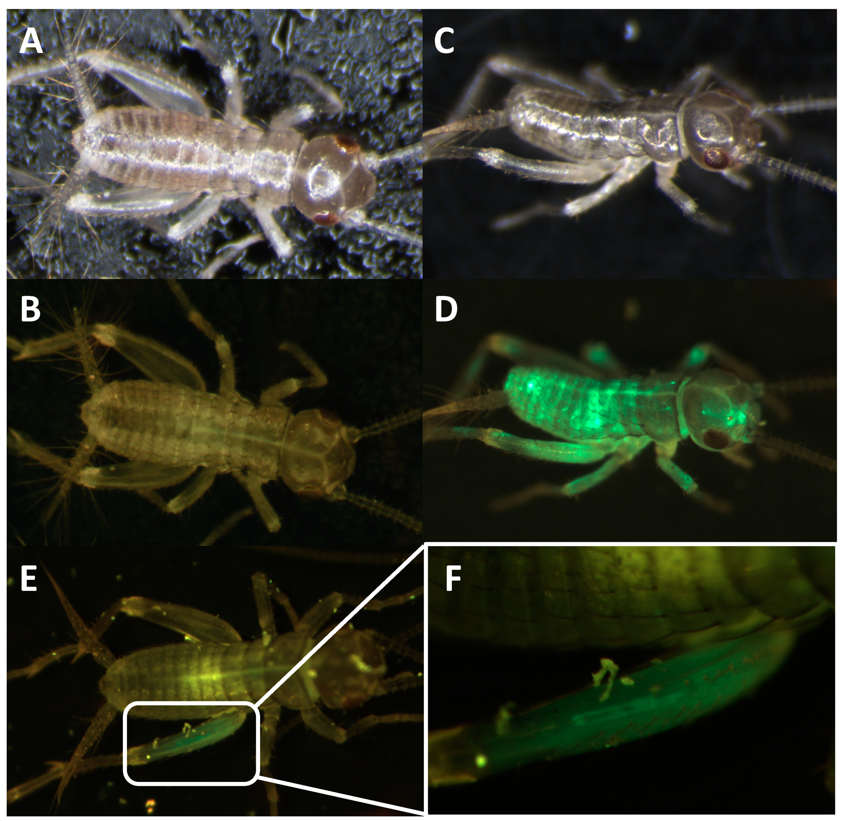 Biomolecules 13 00589 g008