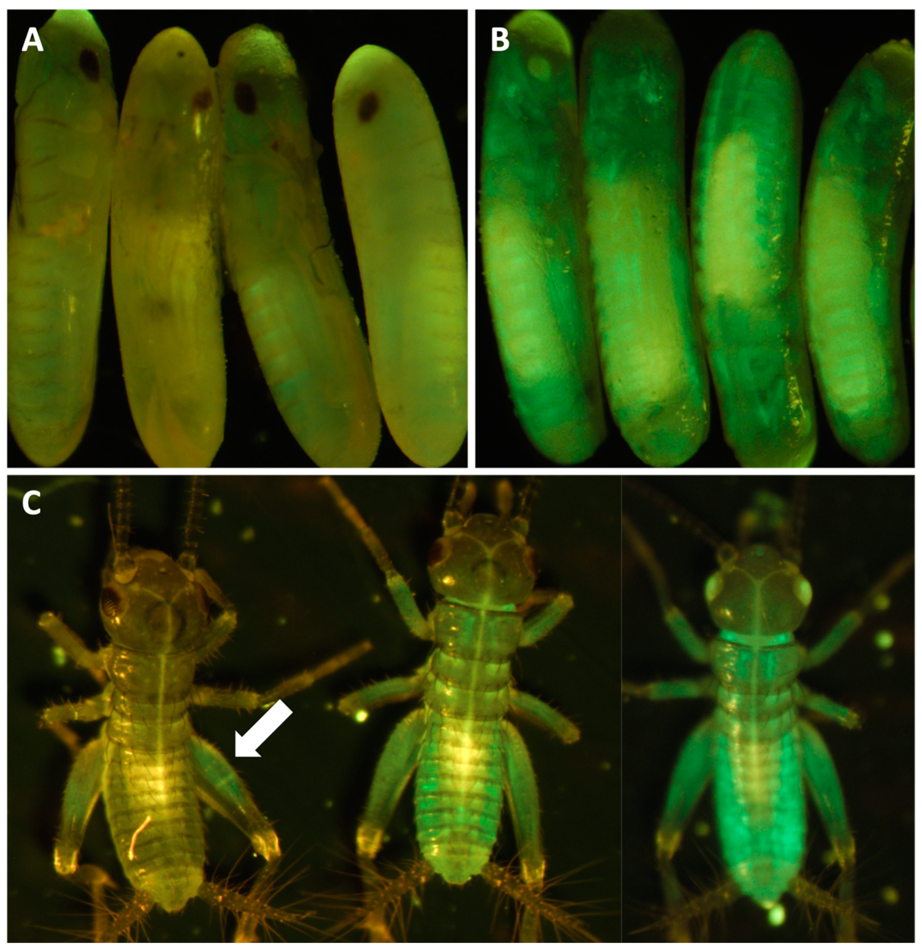 Biomolecules 13 00589 g009