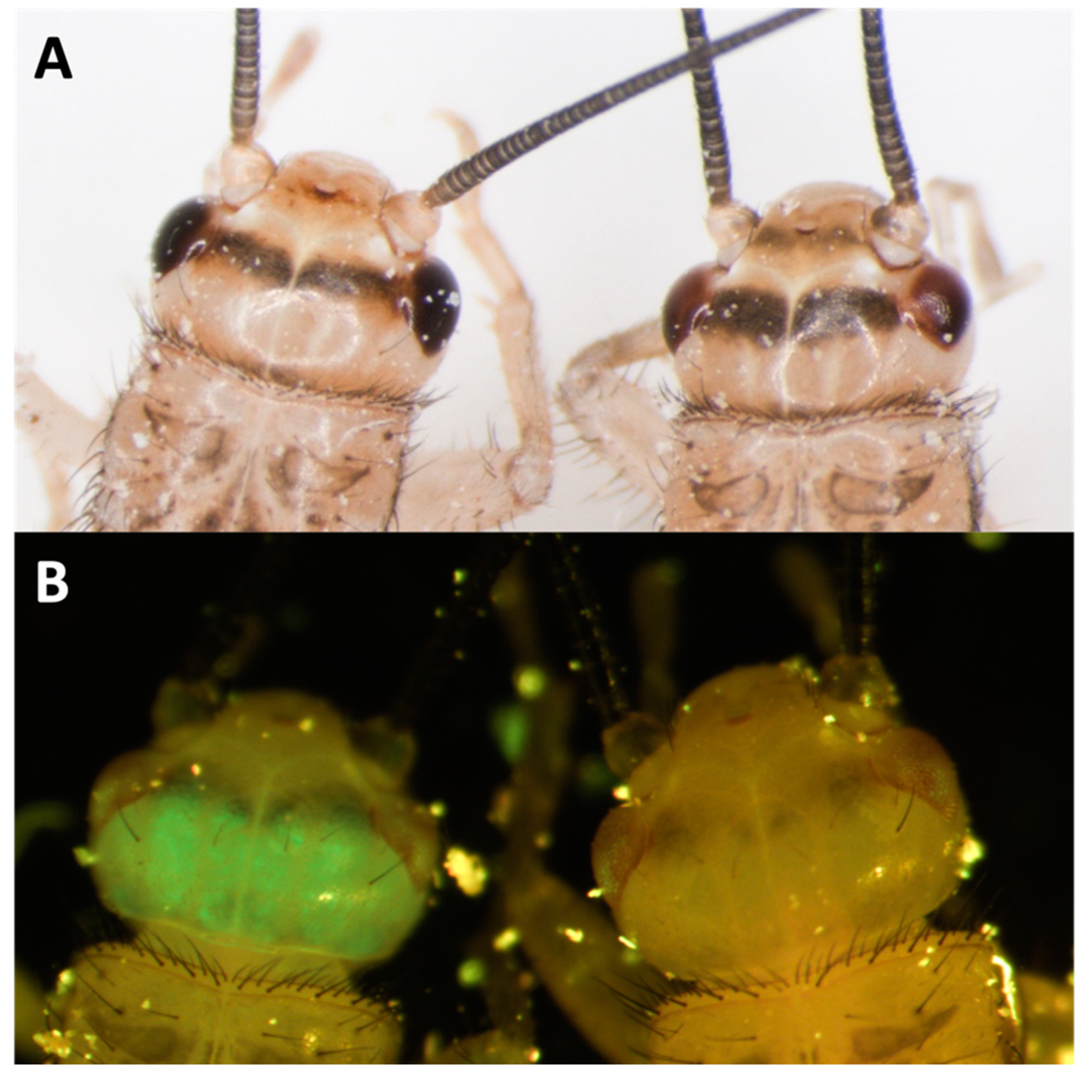 Biomolecules 13 00589 g010