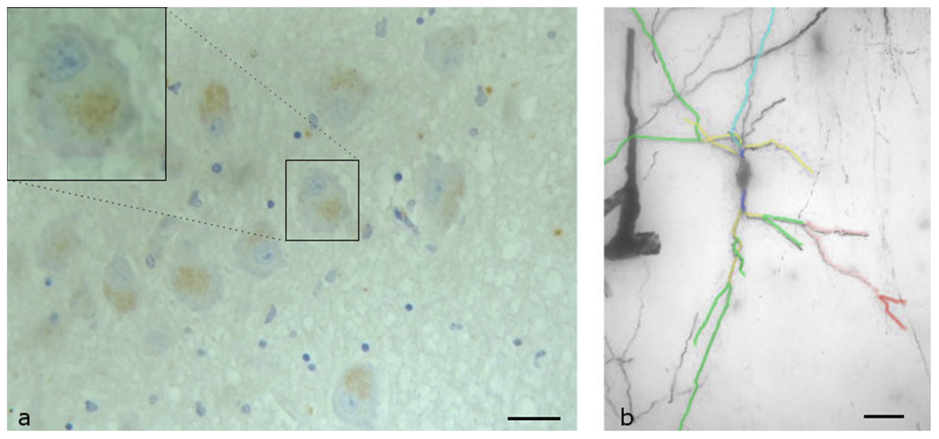 Biomolecules 13 00592 g002