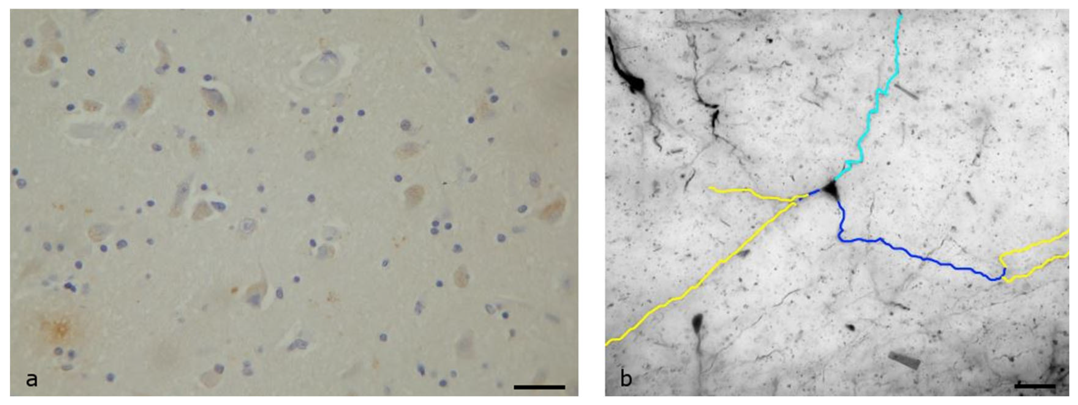 Biomolecules 13 00592 g004