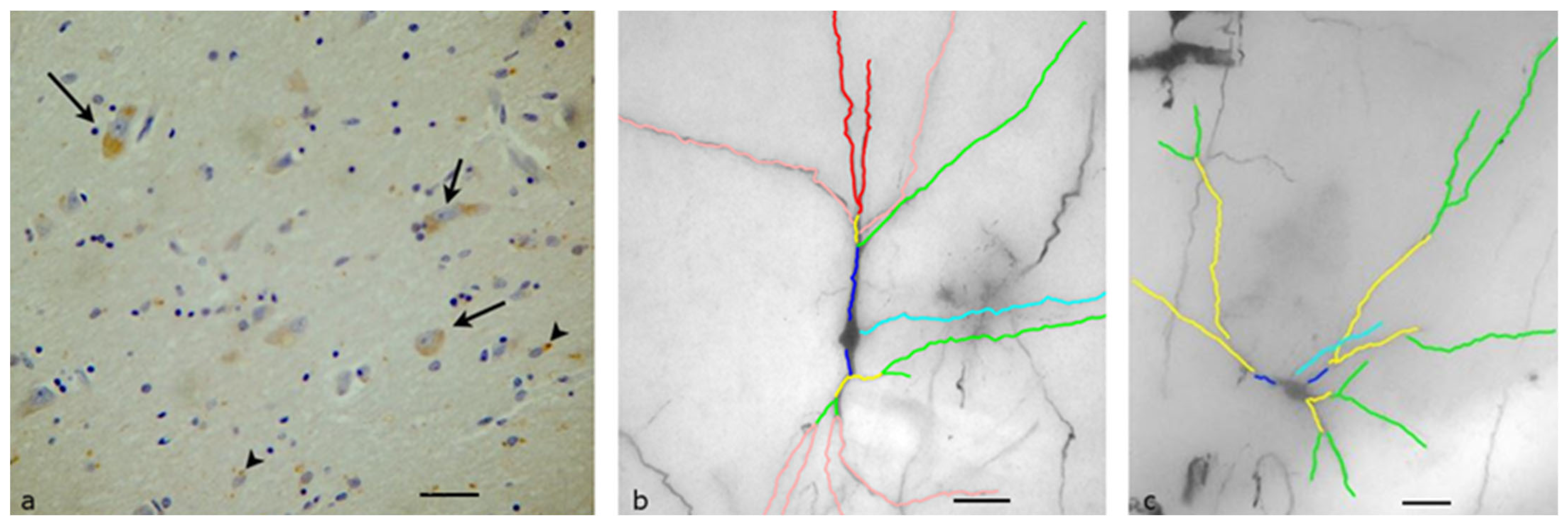Biomolecules 13 00592 g005