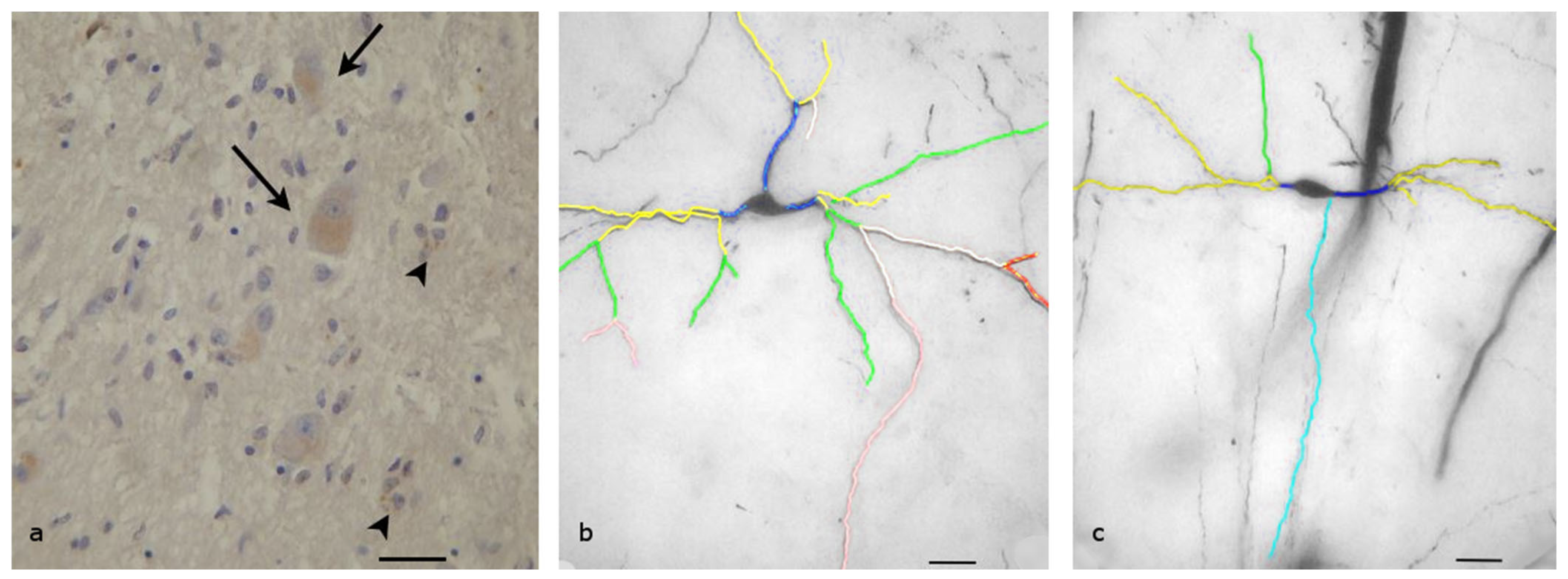 Biomolecules 13 00592 g006