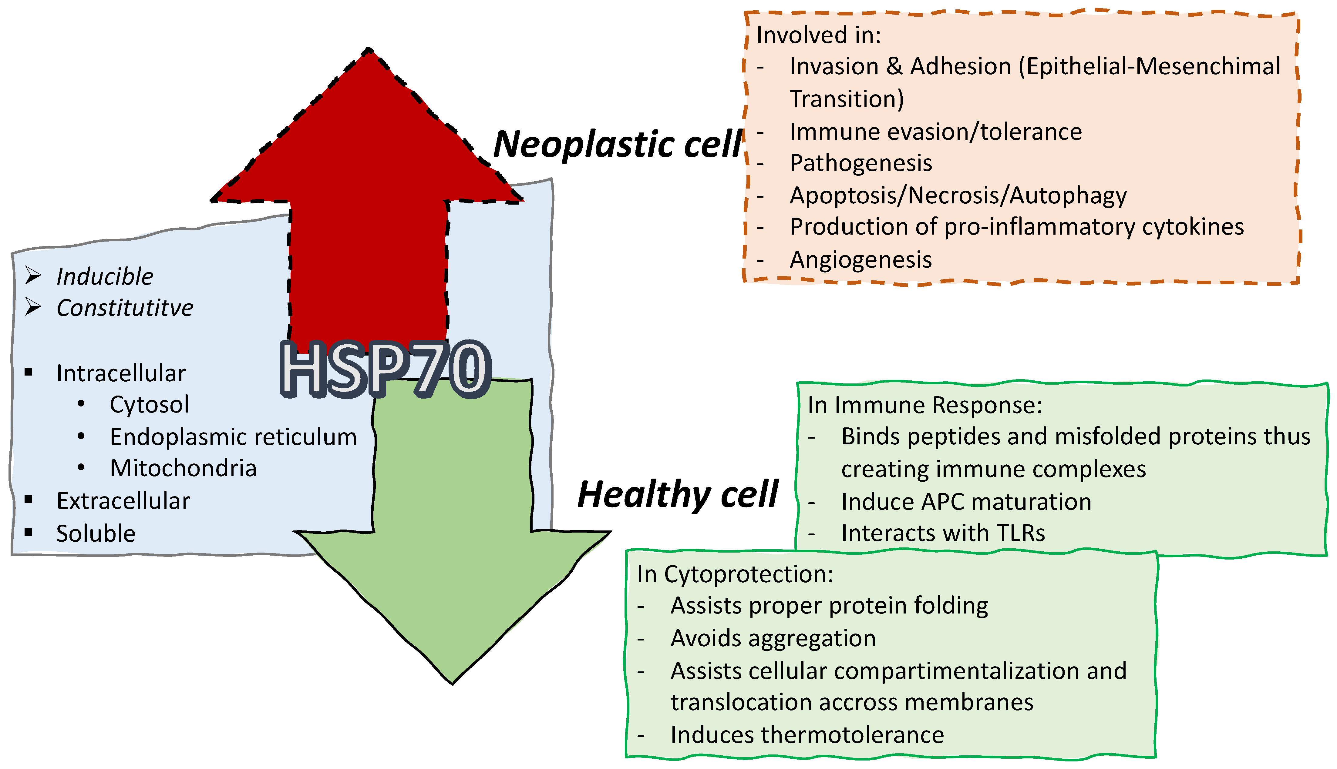Is It Still Possible to Think about HSP70 as a Therapeutic Target in ...