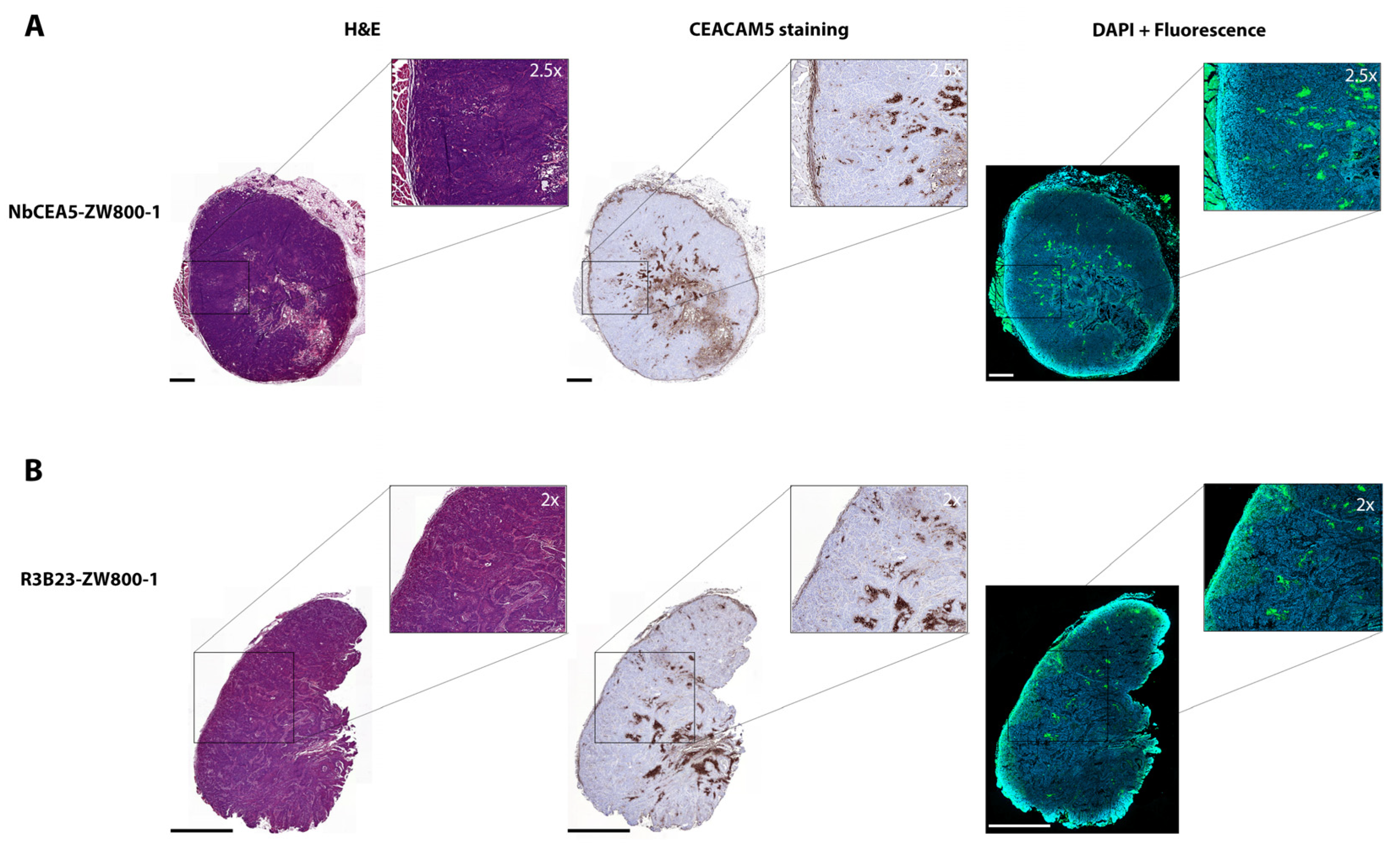 Biomolecules 13 00618 g004