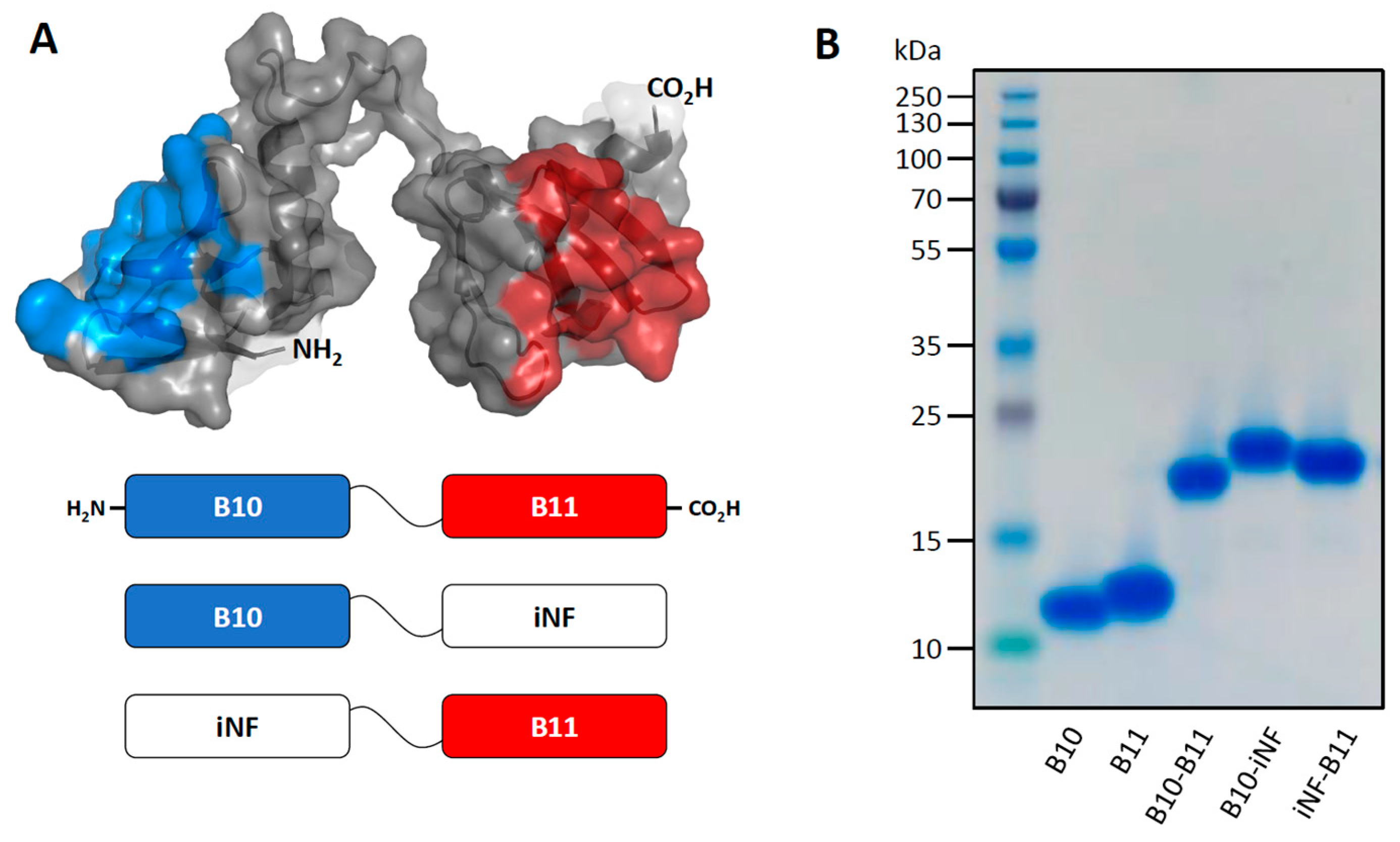 Biomolecules 13 00636 g001
