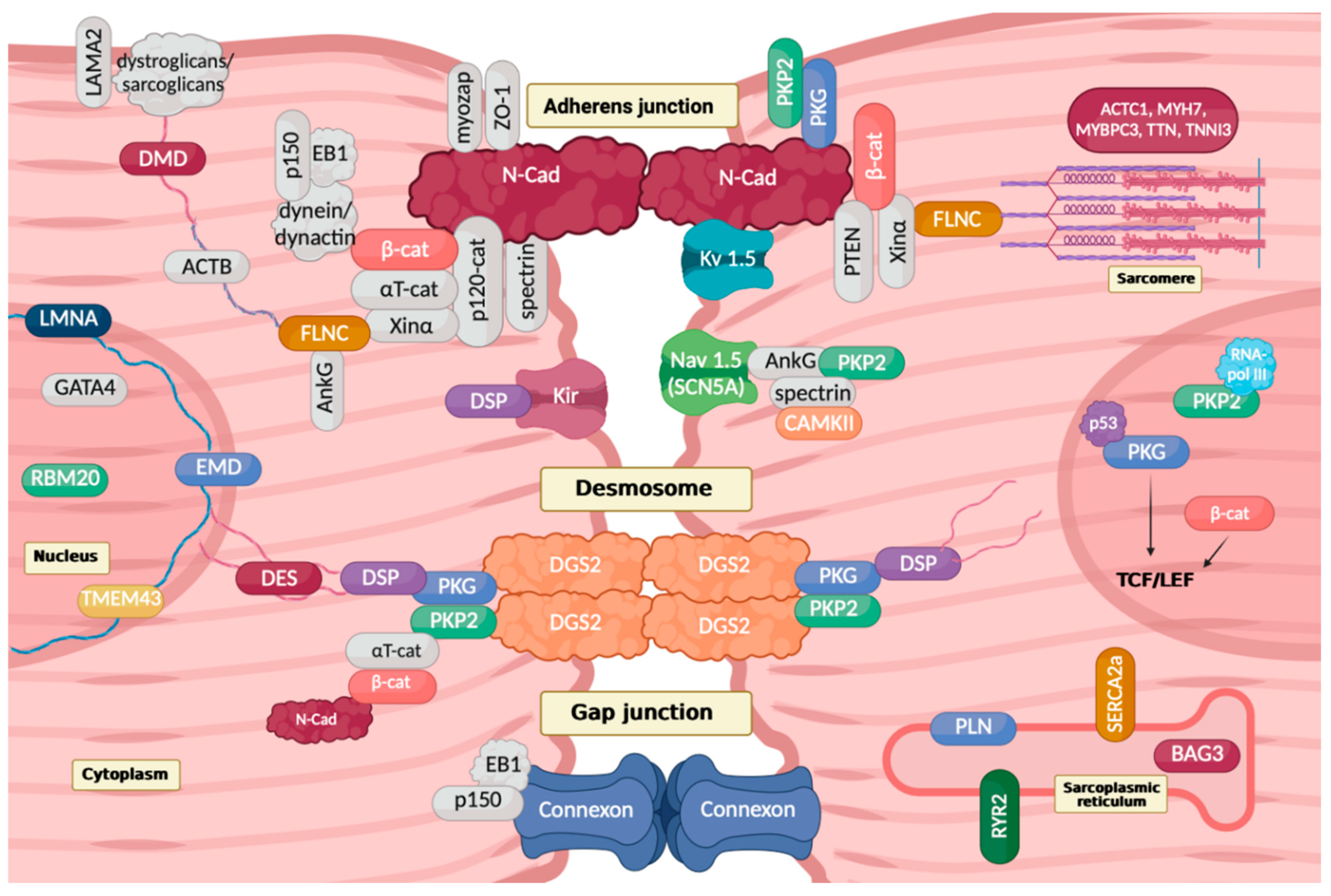 Biomolecules 13 00646 g005 Biomolecules 13 00646 g005