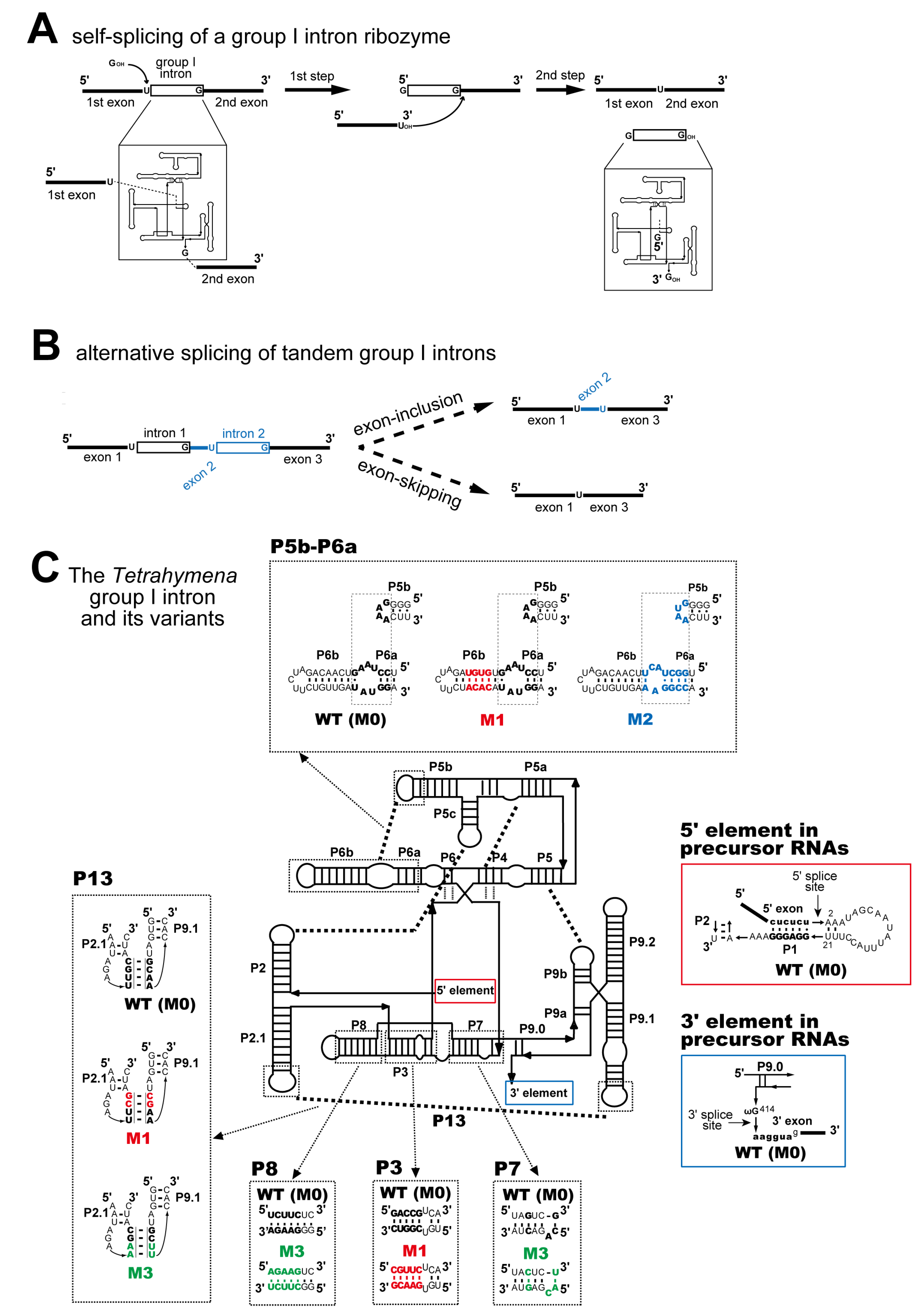 Biomolecules 13 00654 g001