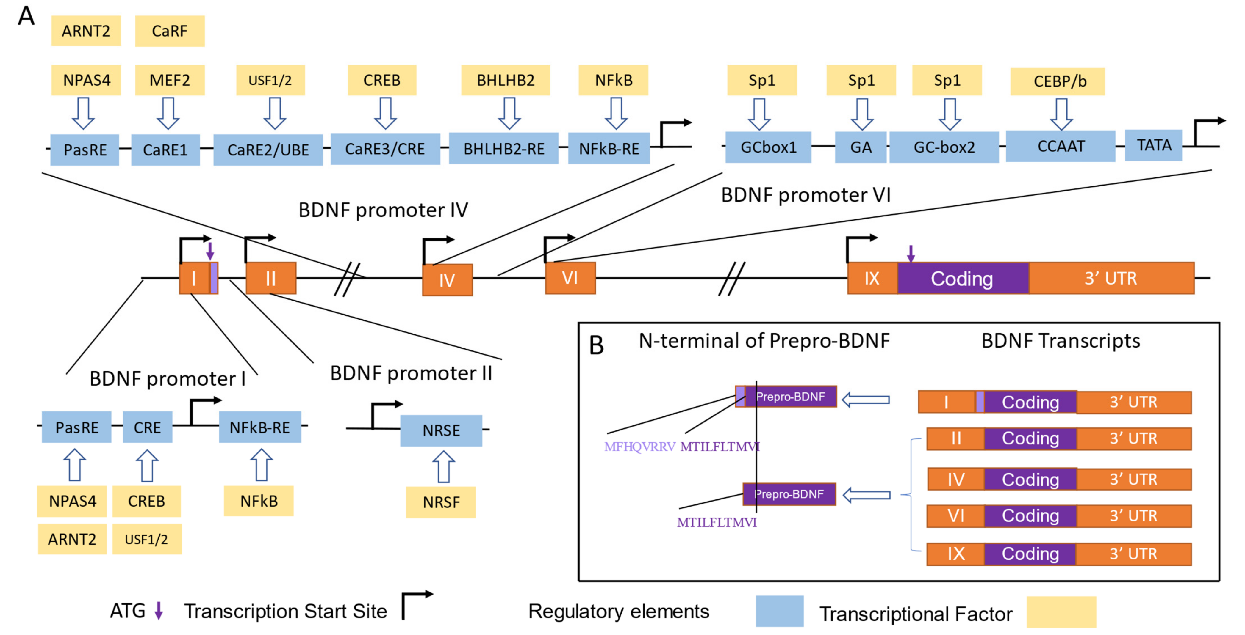 Biomolecules 13 00655 g003 Biomolecules 13 00655 g003