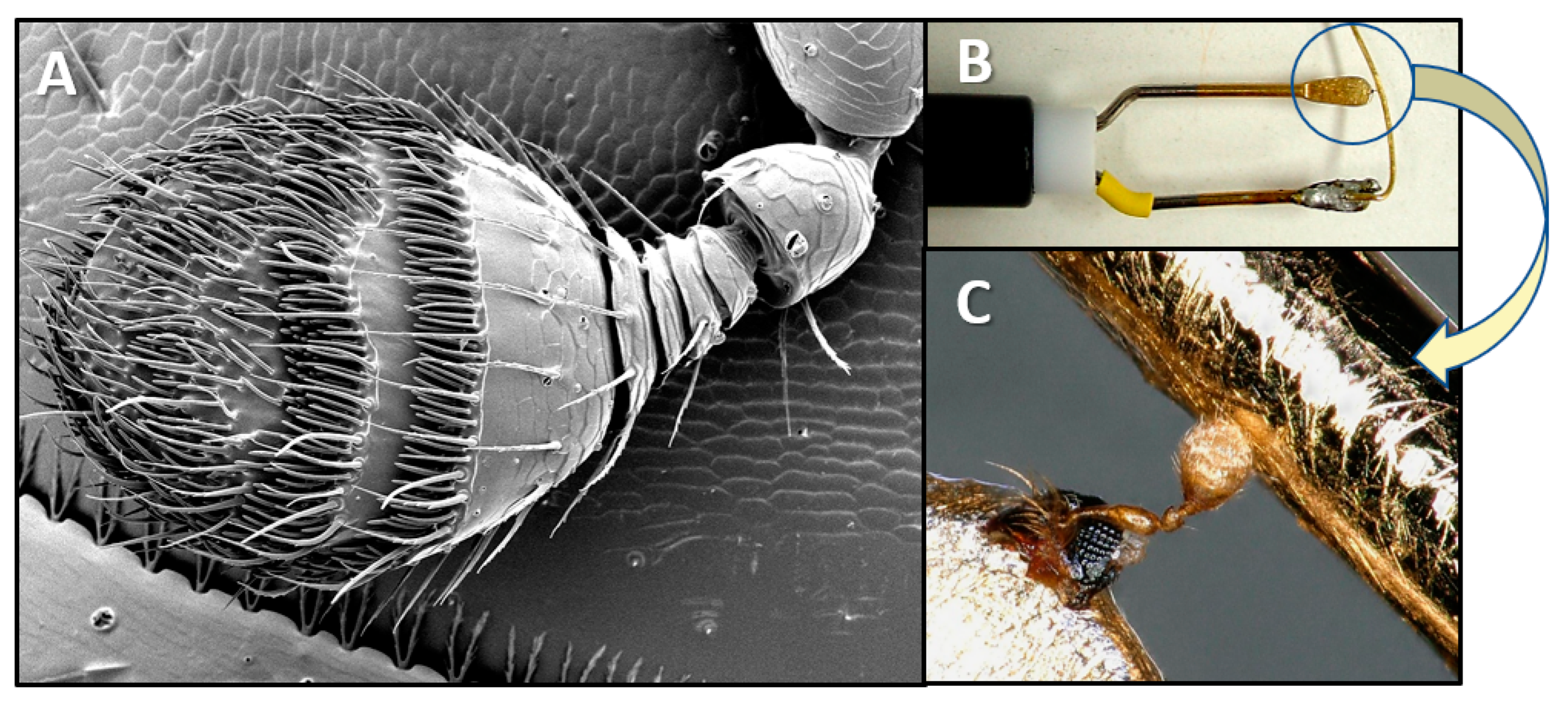 Biomolecules 13 00656 g002