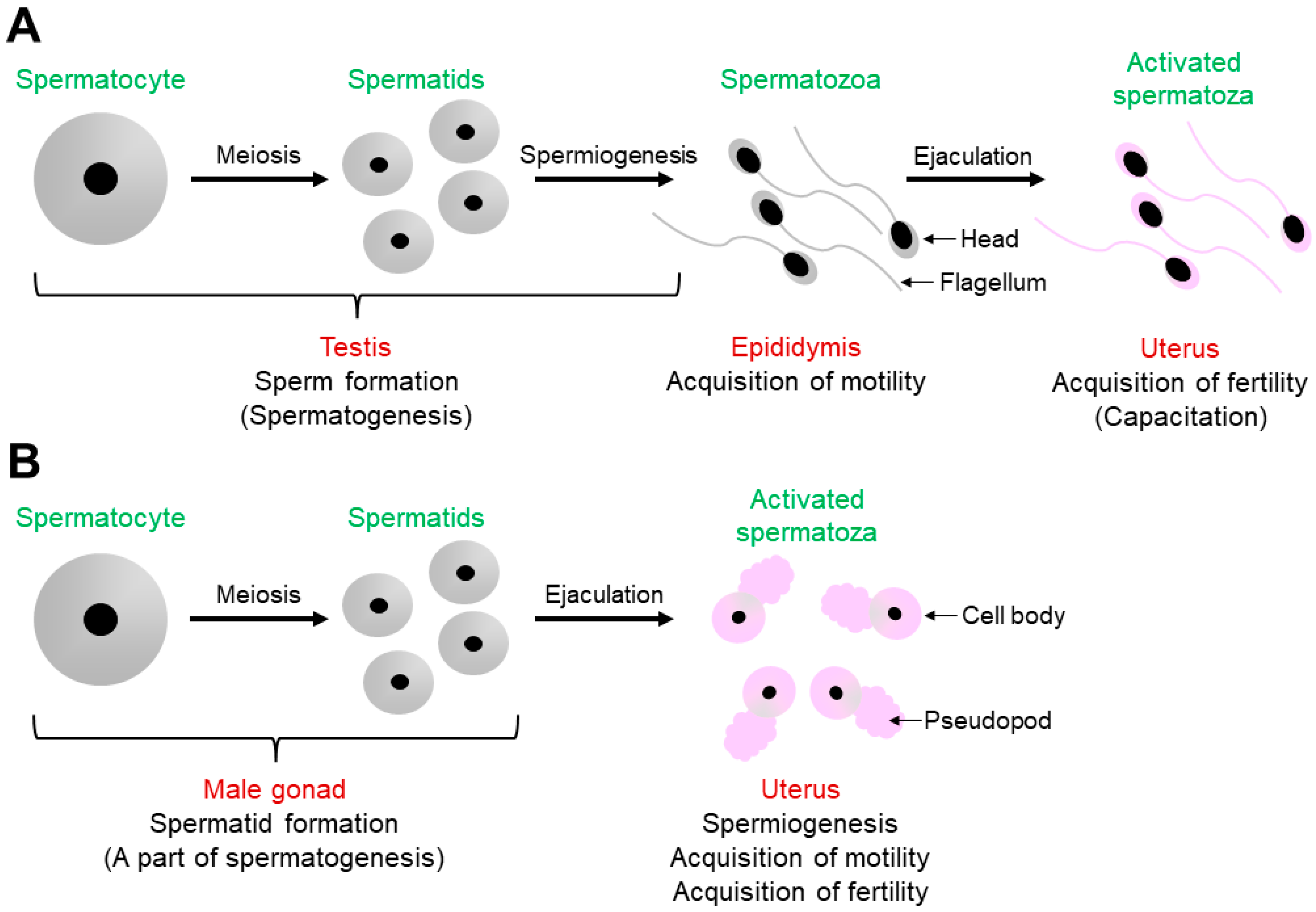 Biomolecules 13 00657 g001 Biomolecules 13 00657 g001