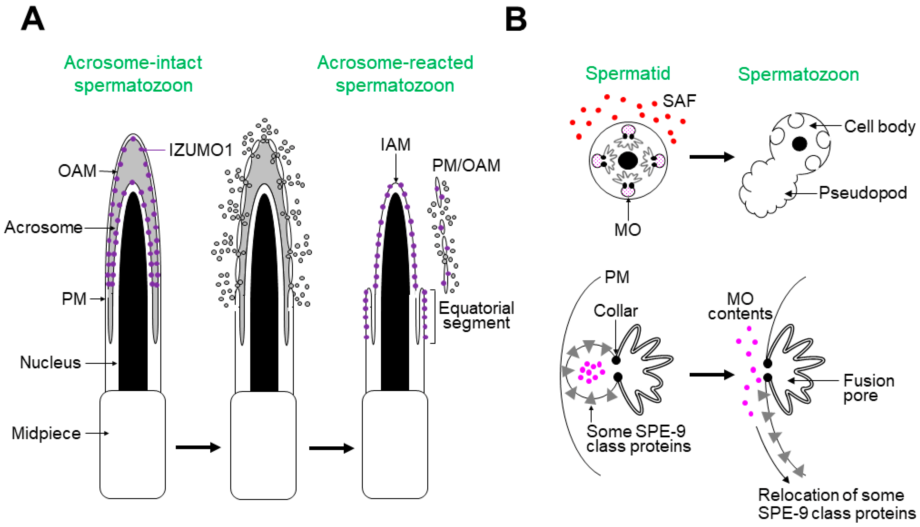 Biomolecules 13 00657 g002 Biomolecules 13 00657 g002