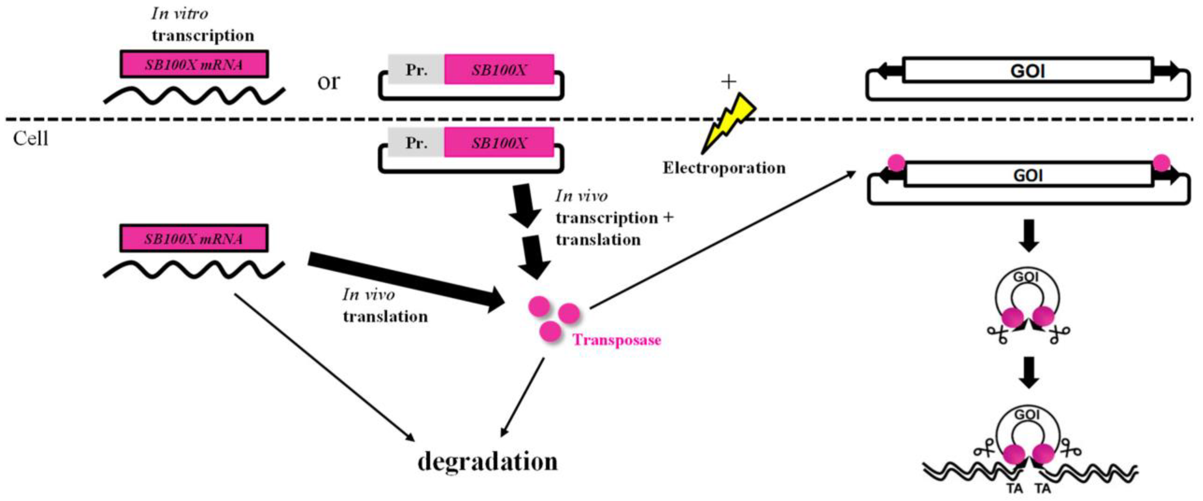 Biomolecules 13 00658 g001 Biomolecules 13 00658 g001