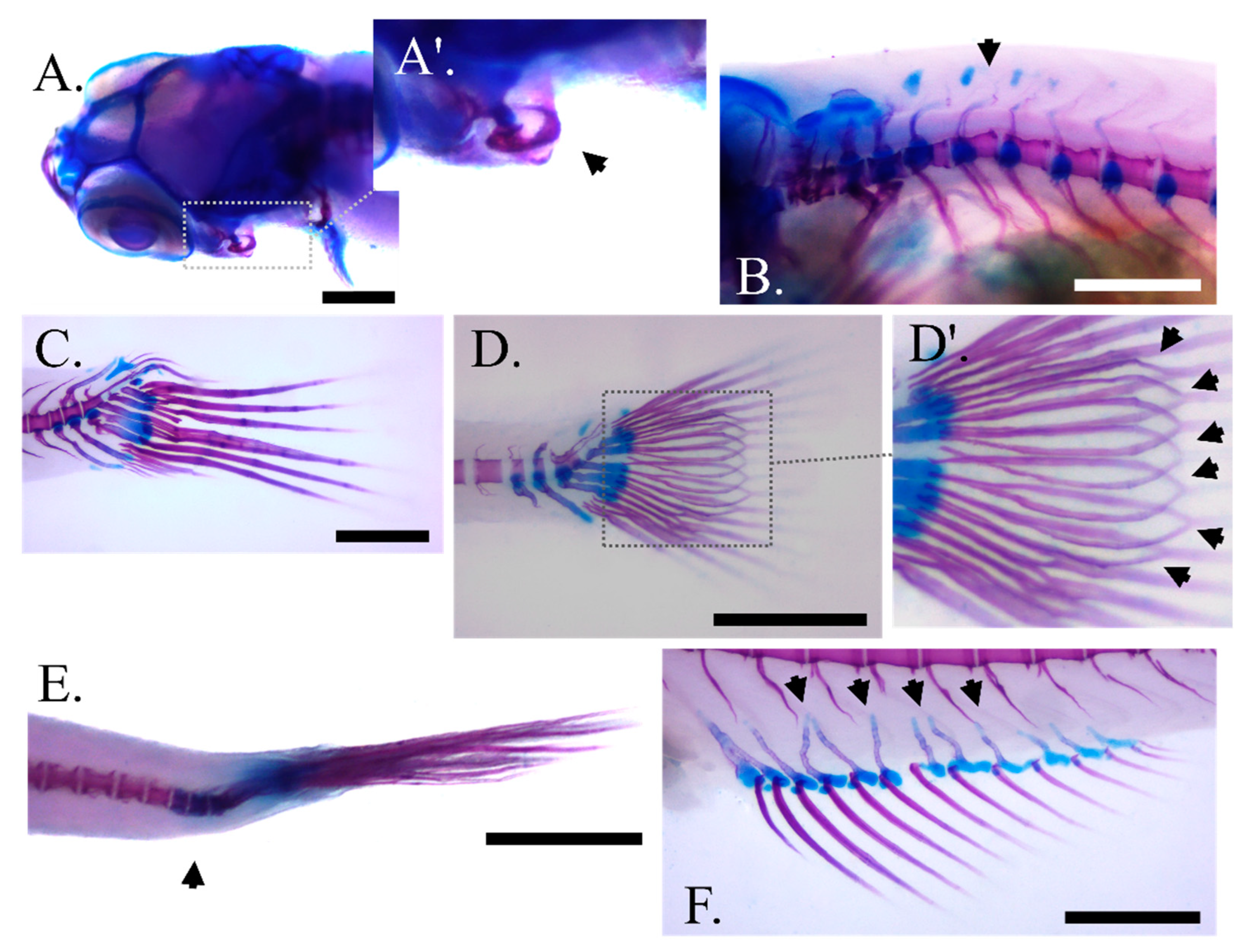 Biomolecules 13 00659 g004