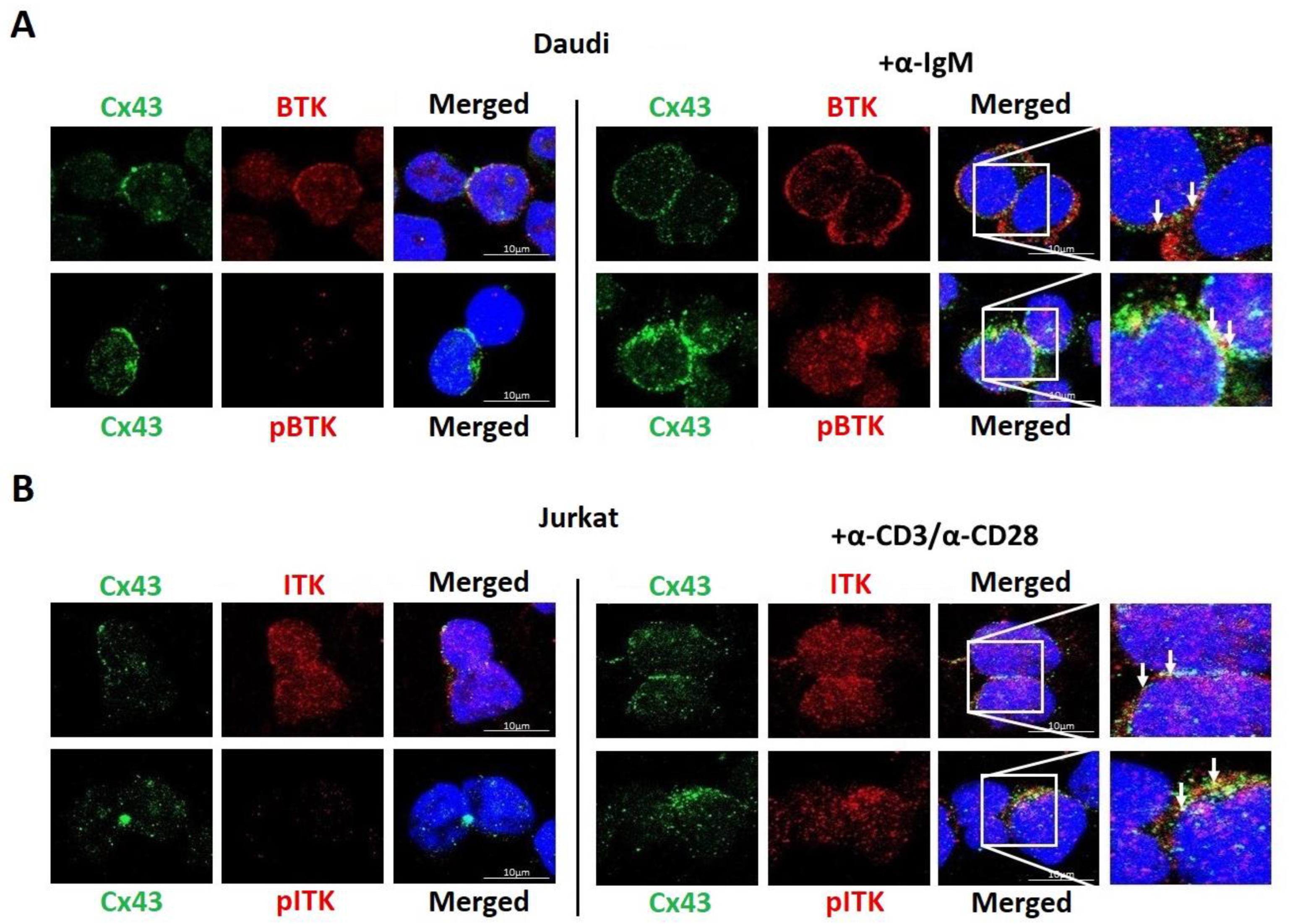 Biomolecules 13 00660 g008 Biomolecules 13 00660 g008