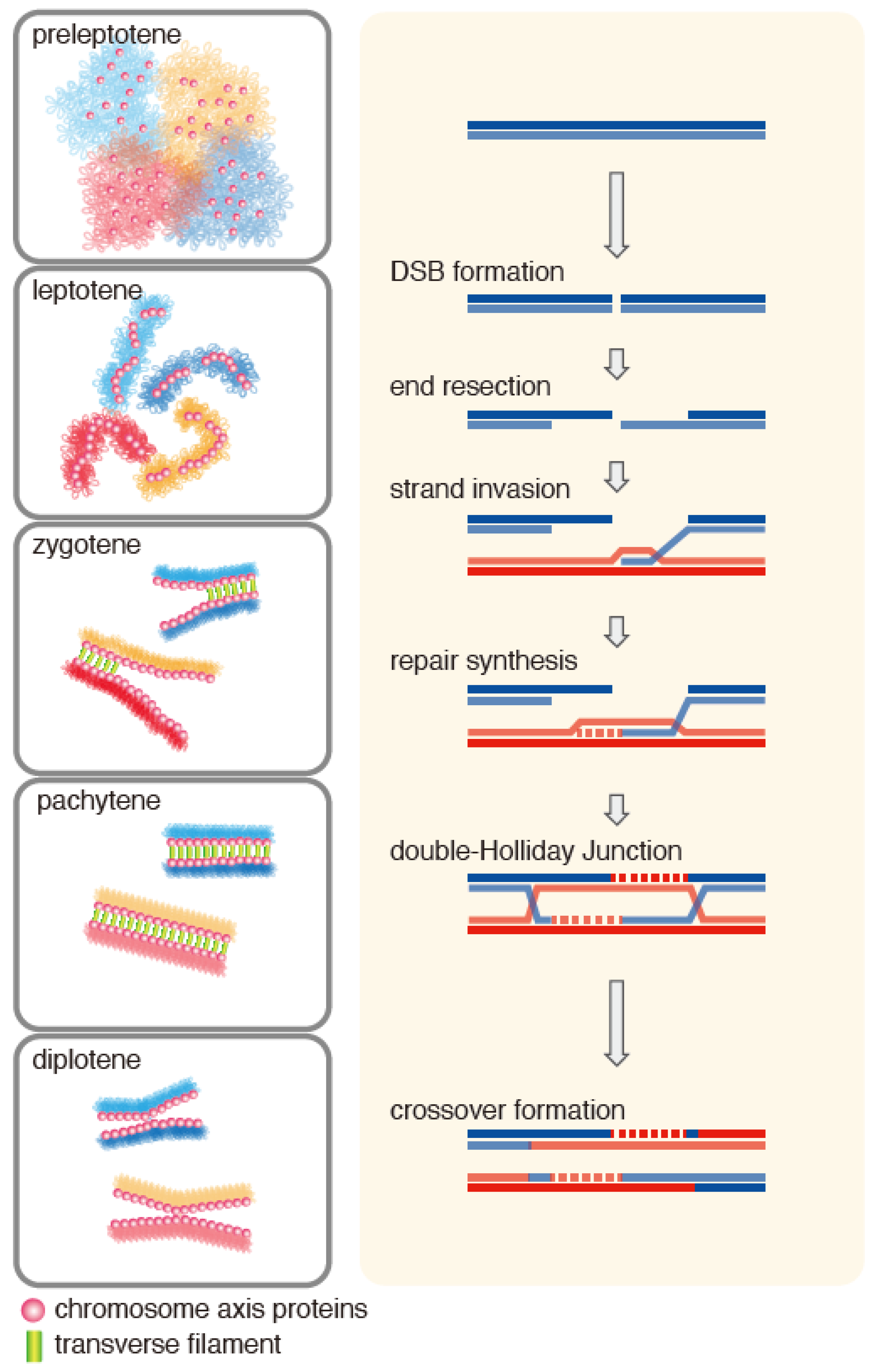 Biomolecules 13 00662 g002