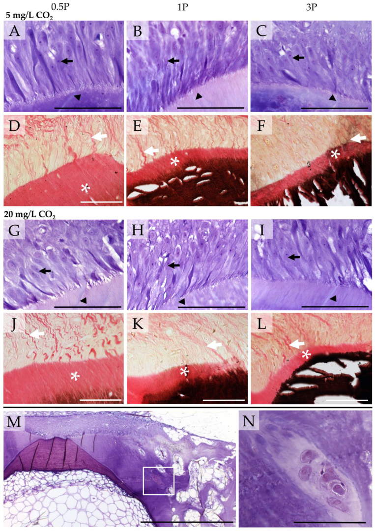 Biomolecules 13 00663 g007