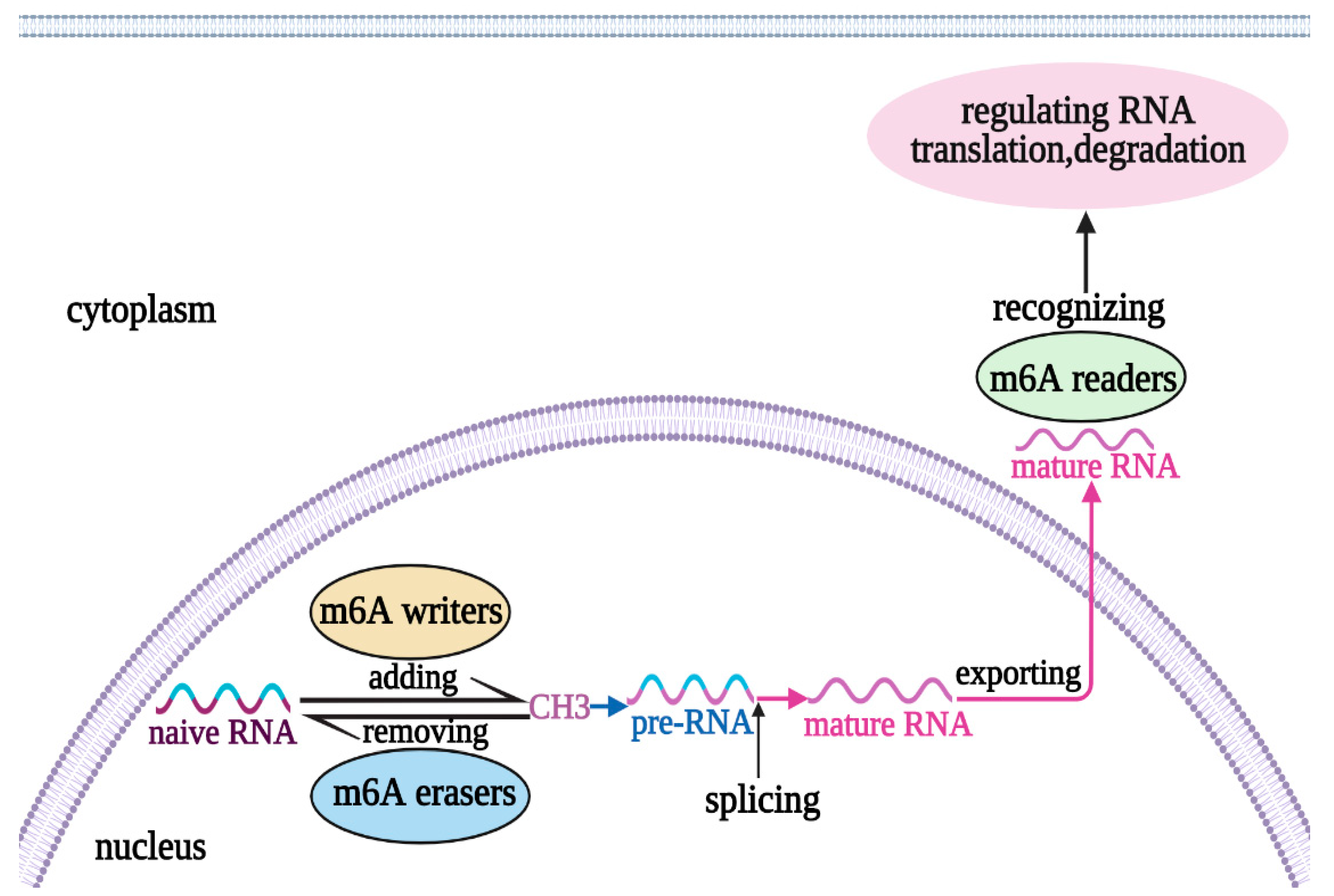 Biomolecules 13 00664 g001