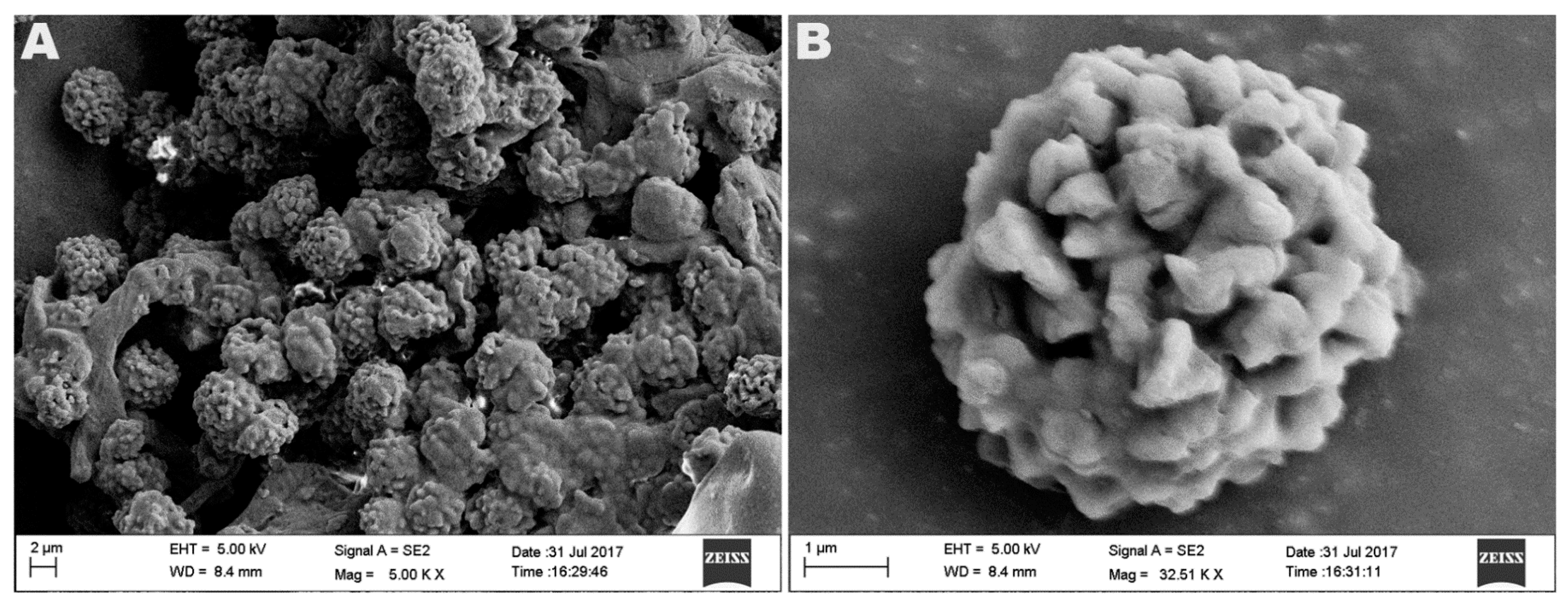 Biomolecules 13 00669 g007