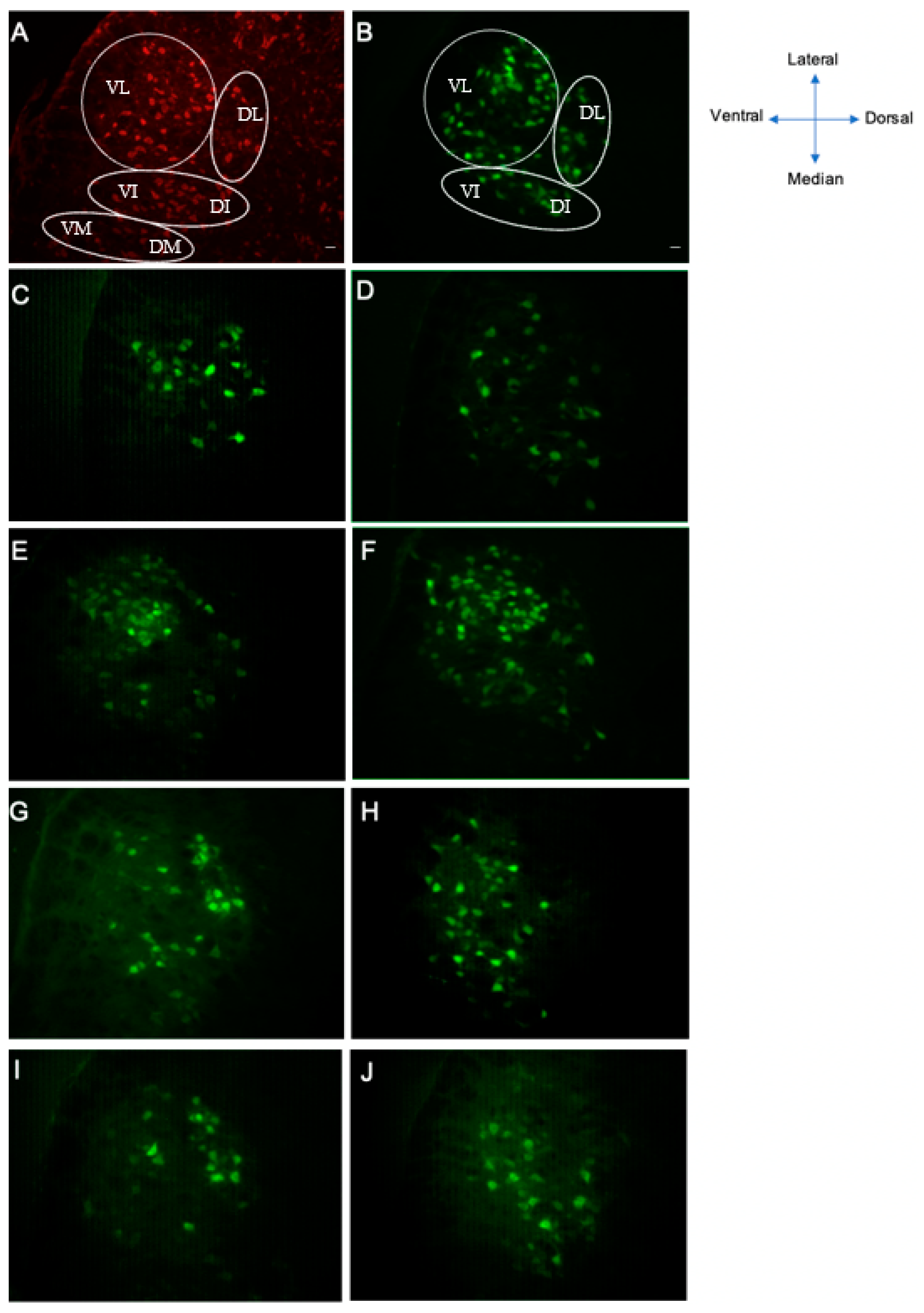 Biomolecules 13 00680 g005