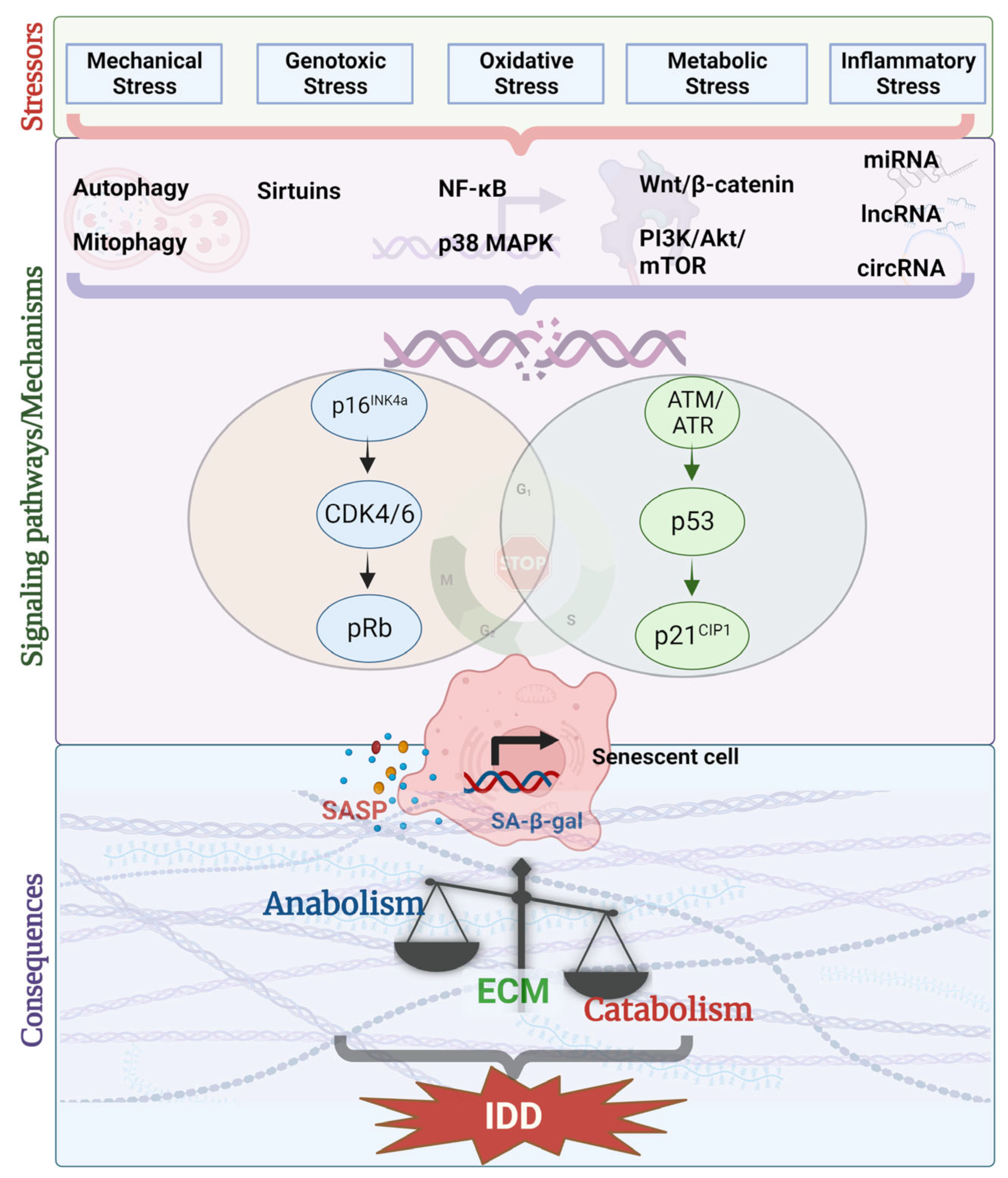 Biomolecules 13 00686 g001 Biomolecules 13 00686 g001