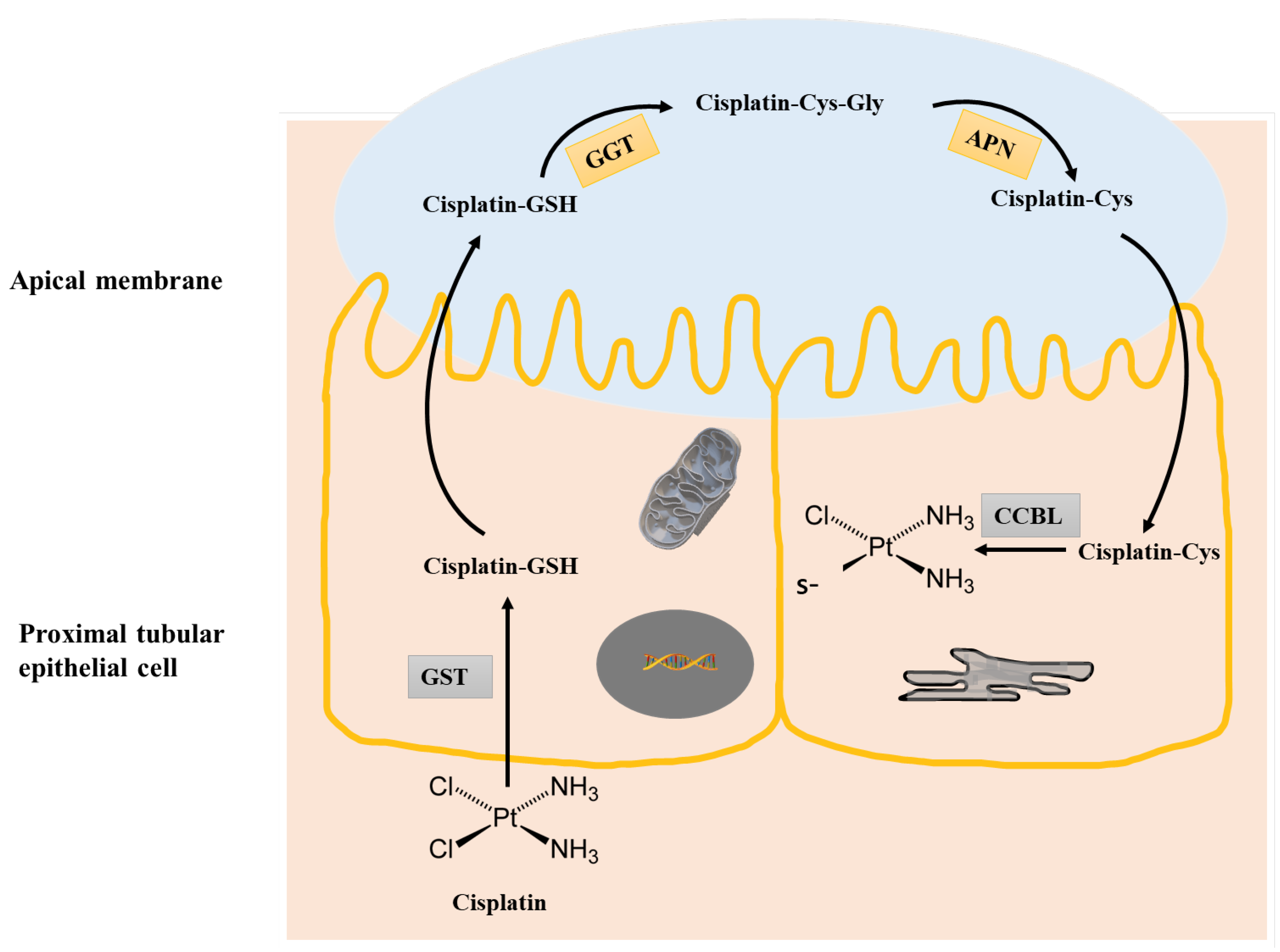 Biomolecules 13 00688 g002 Biomolecules 13 00688 g002
