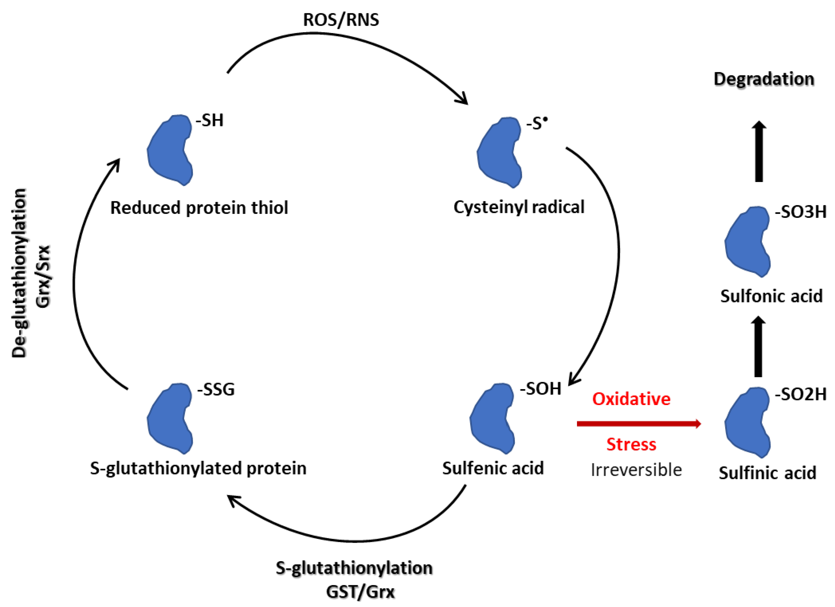 Biomolecules 13 00688 g003 Biomolecules 13 00688 g003