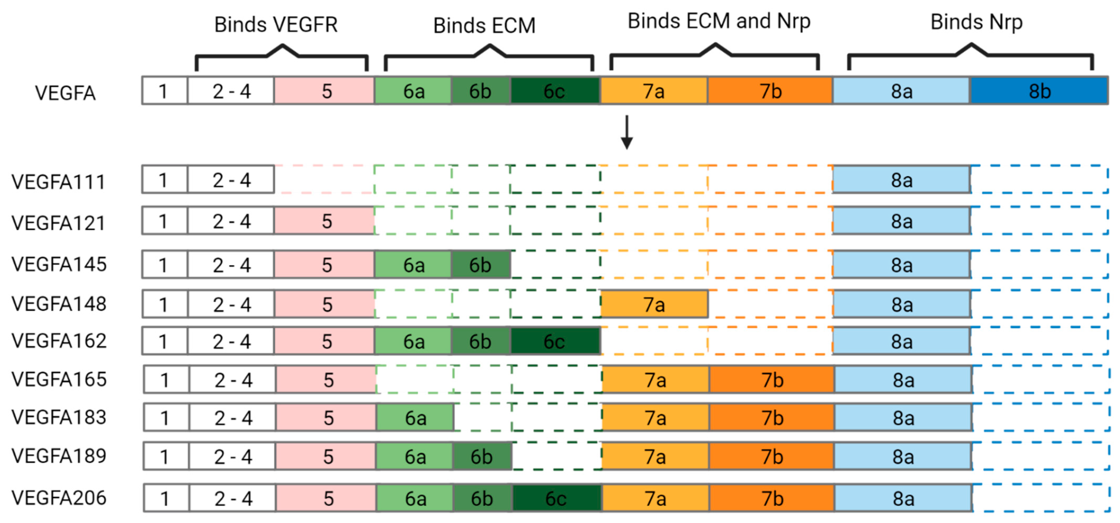 Biomolecules 13 00702 g002