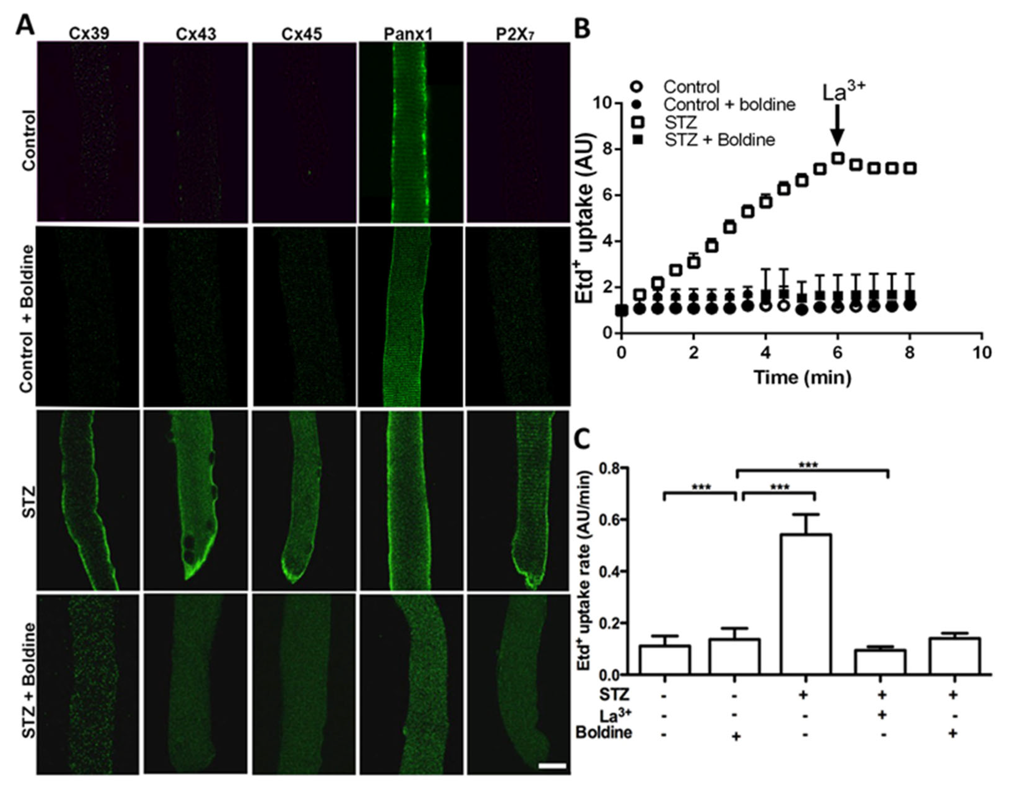 Biomolecules 13 00708 g003