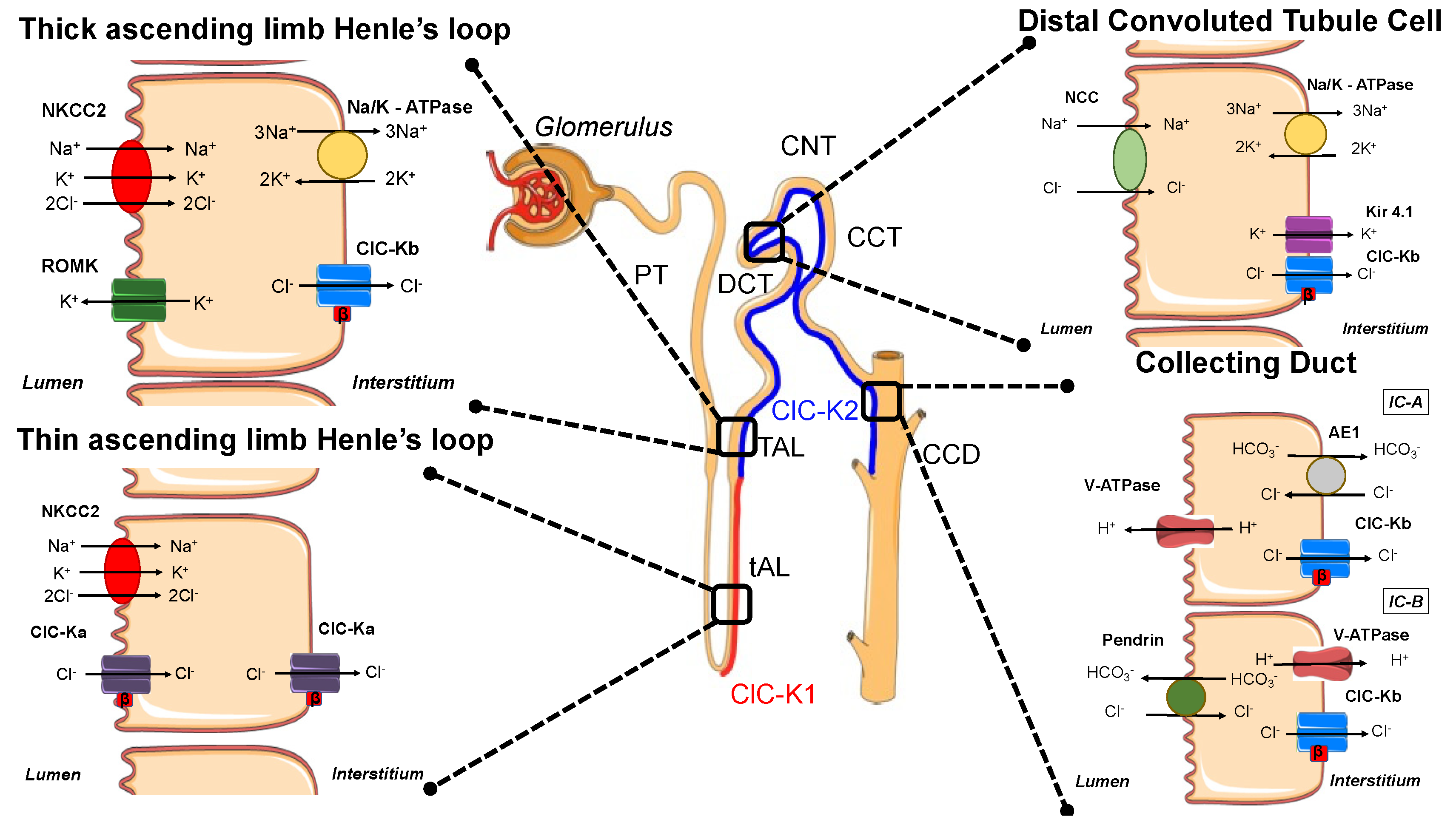 Biomolecules 13 00710 g001