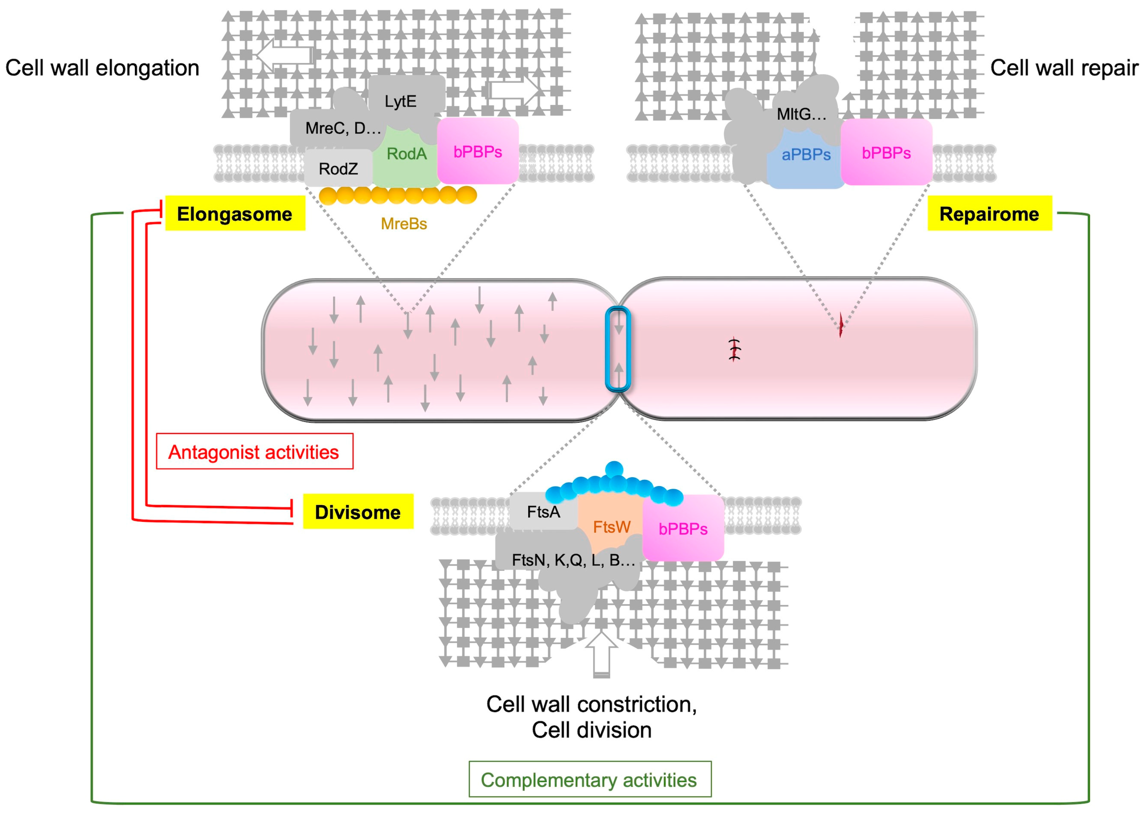 Biomolecules 13 00720 g004 Biomolecules 13 00720 g004