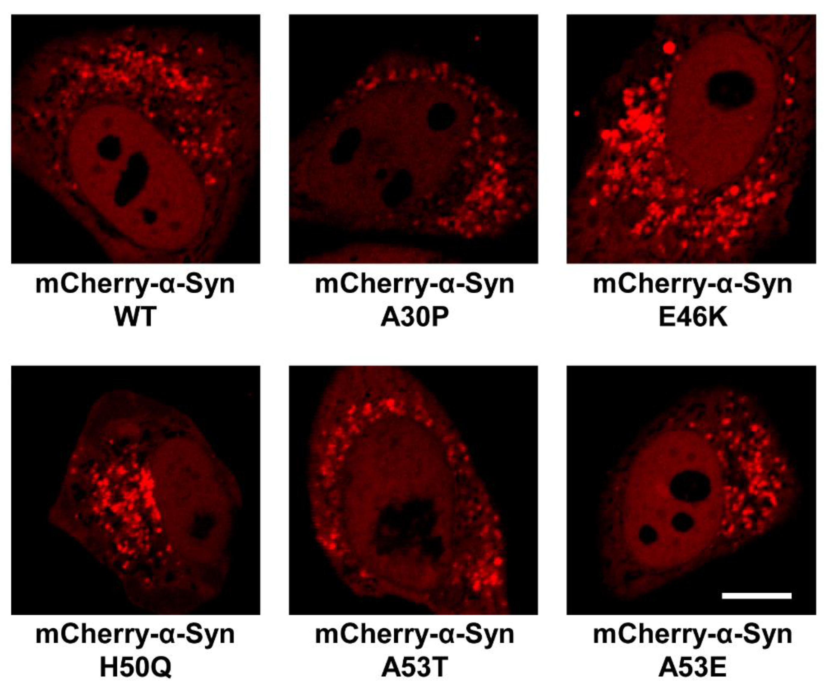 Biomolecules 13 00726 g008