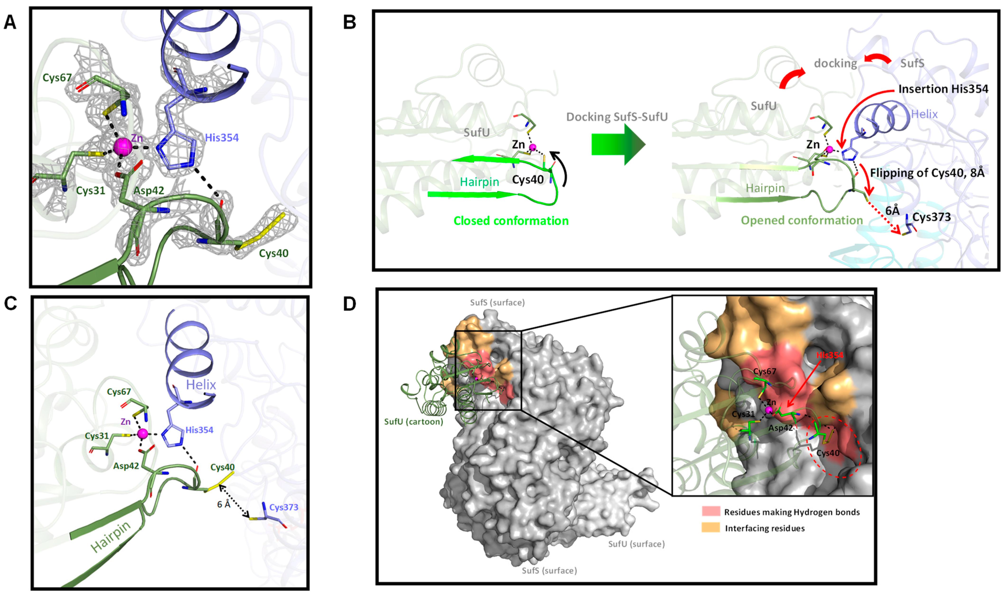 Biomolecules 13 00732 g011