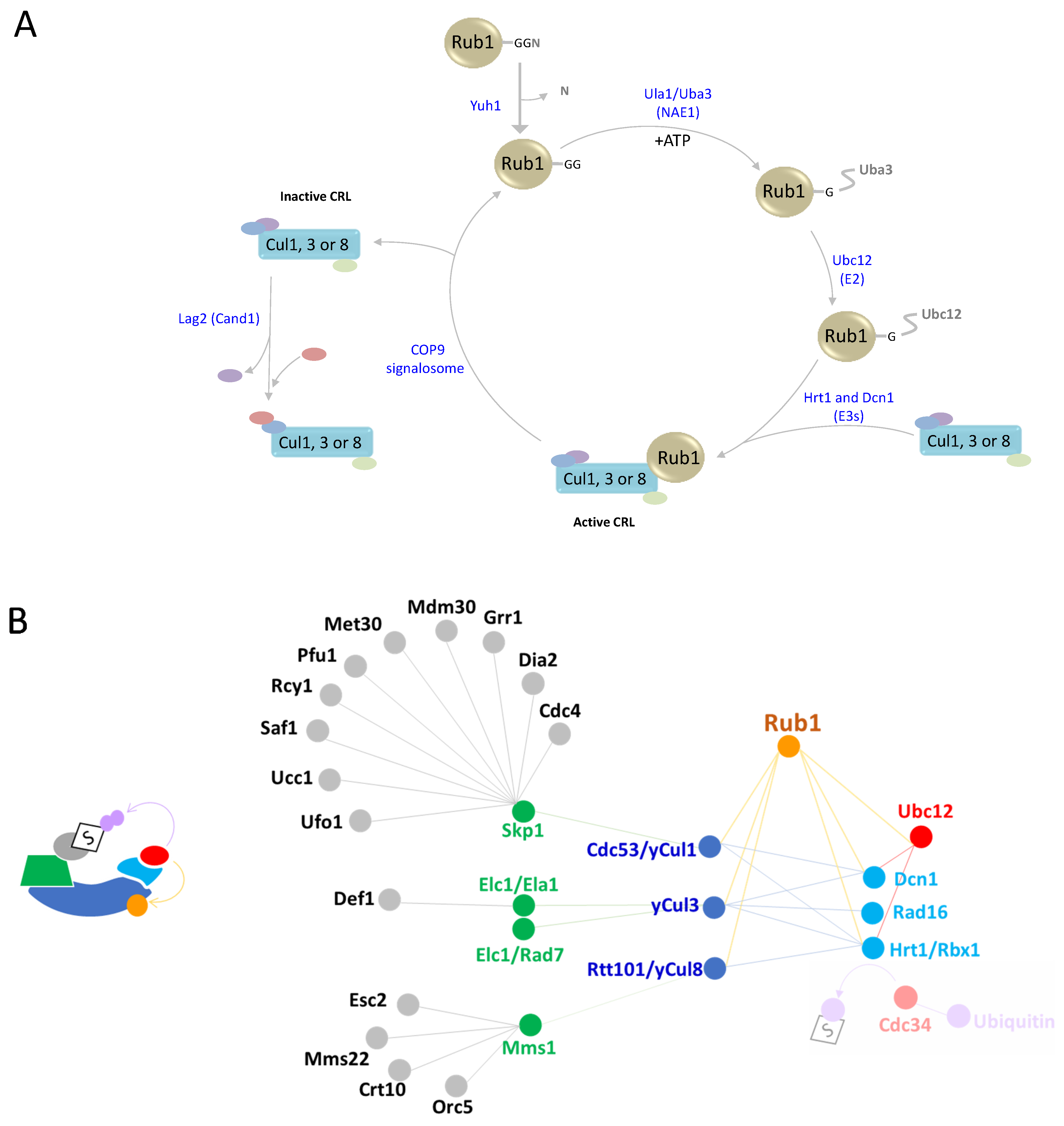 Biomolecules 13 00734 g002