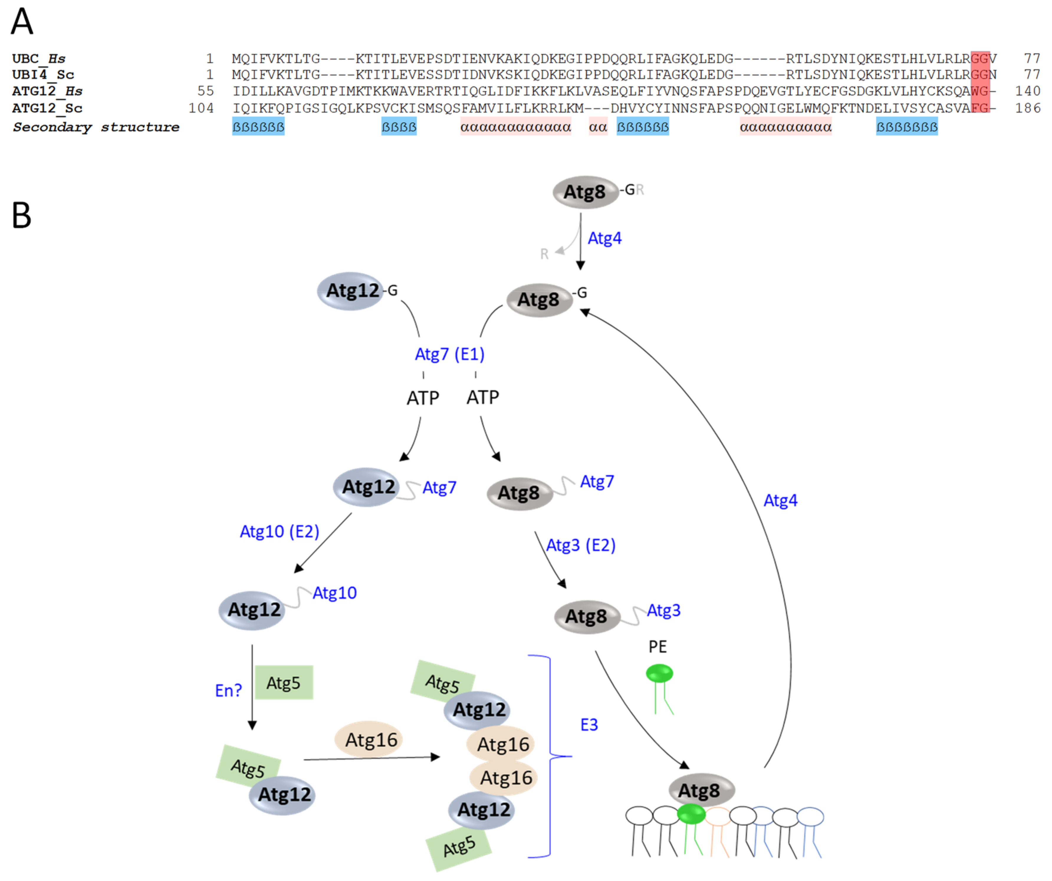 Biomolecules 13 00734 g004