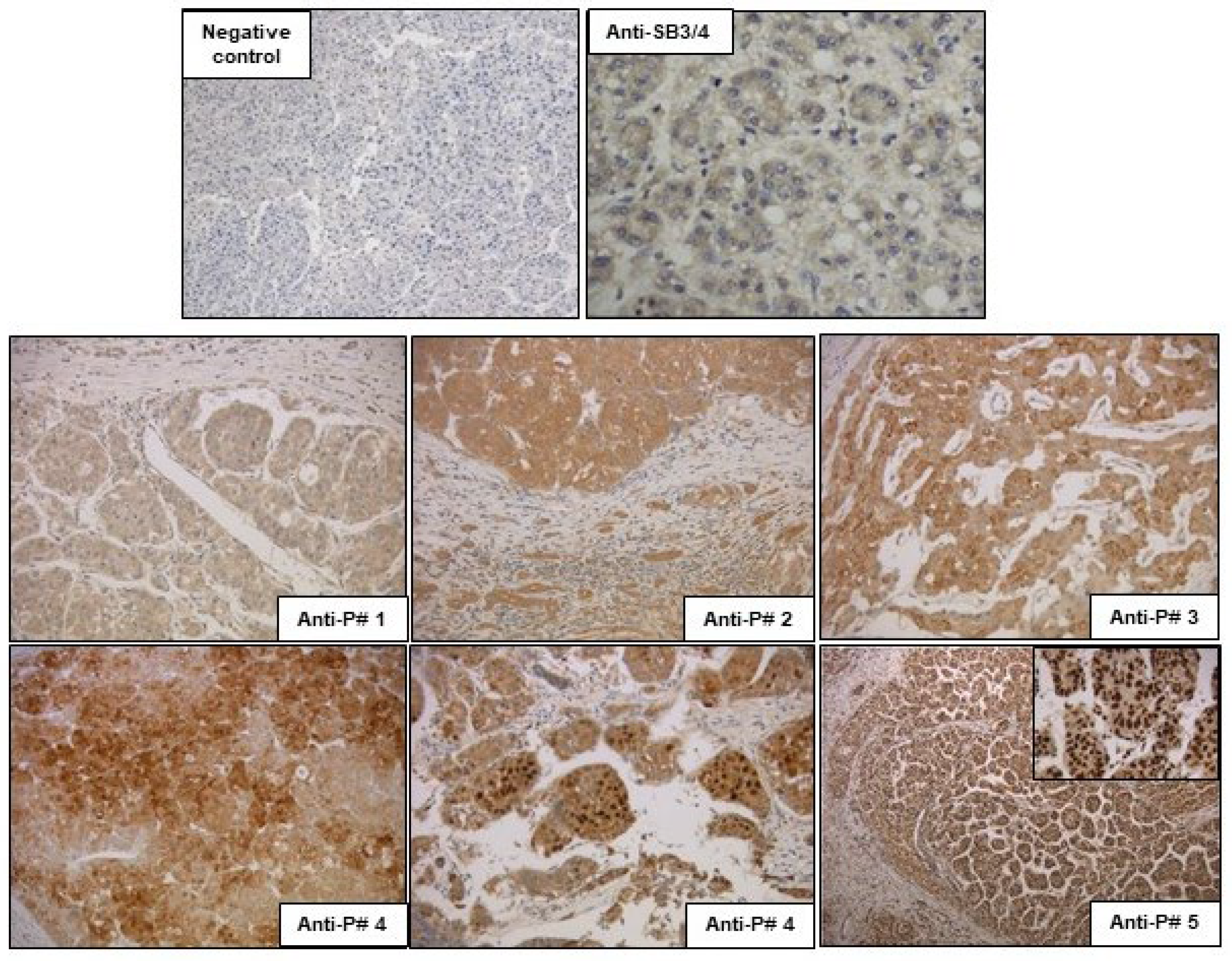 Biomolecules 13 00739 g004