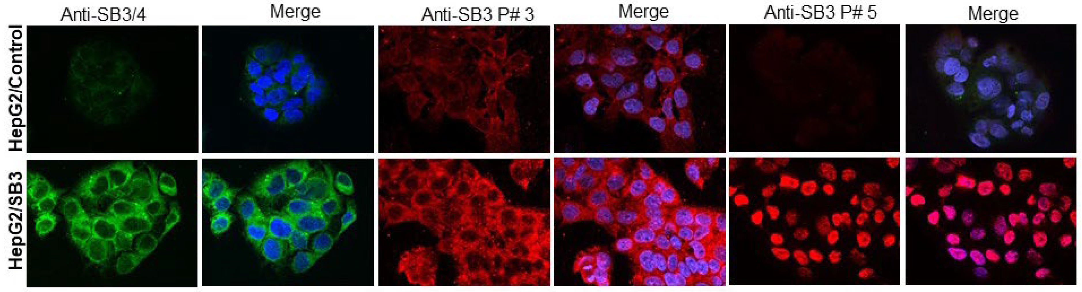 Biomolecules 13 00739 g005