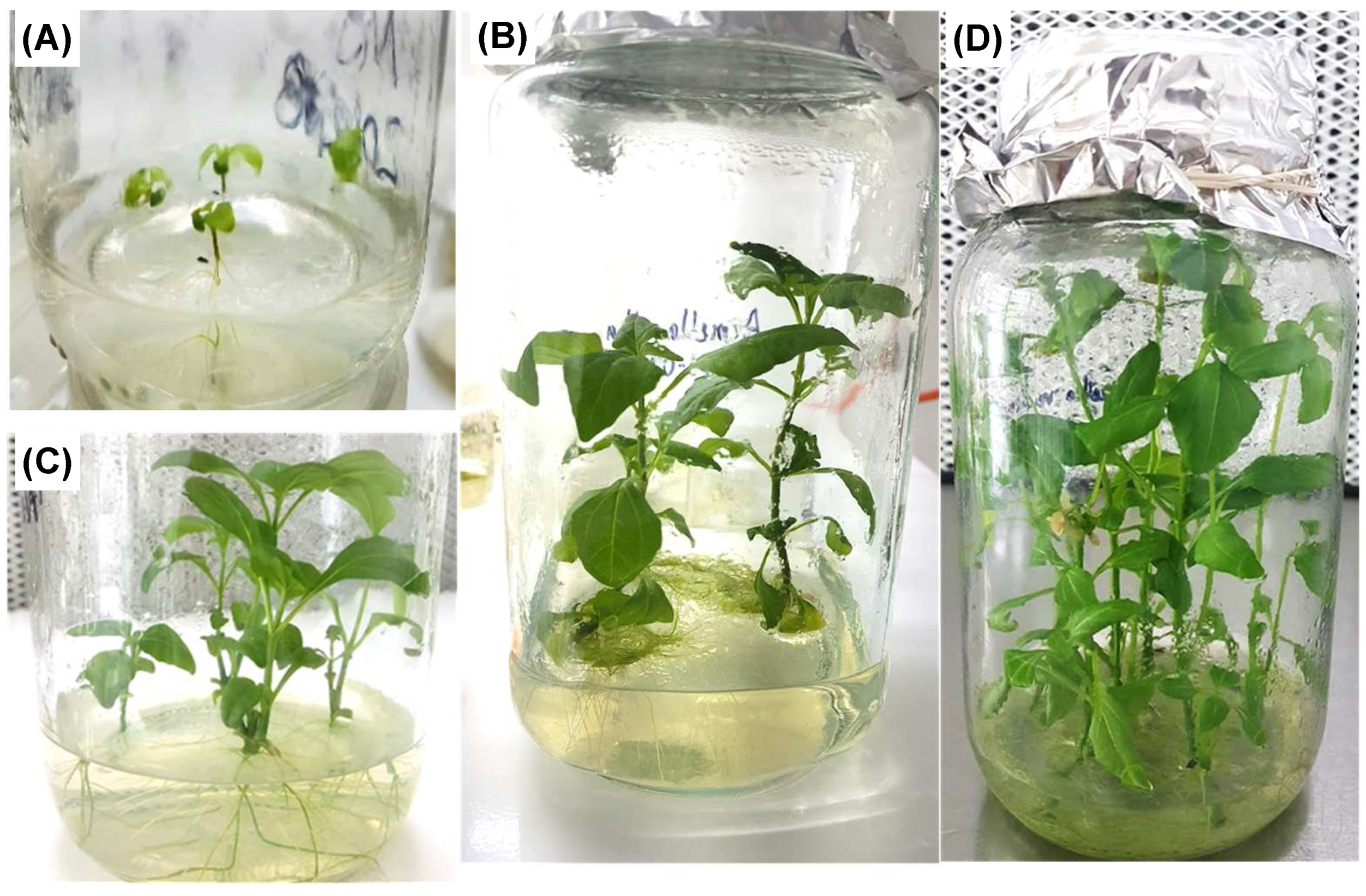 Biomolecules 13 00746 g001