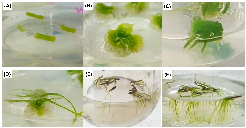 Biomolecules 13 00746 g002