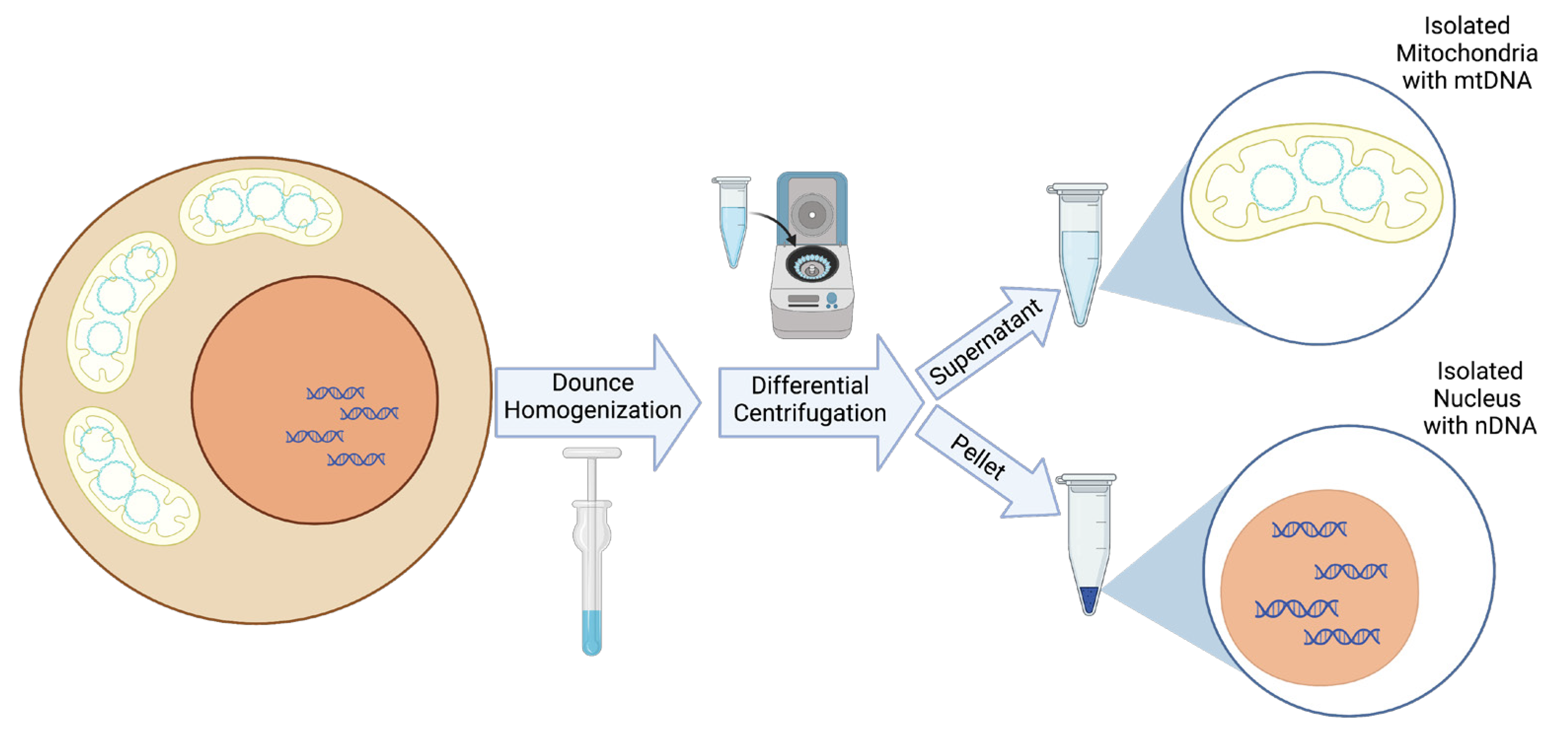 Biomolecules 13 00753 g001