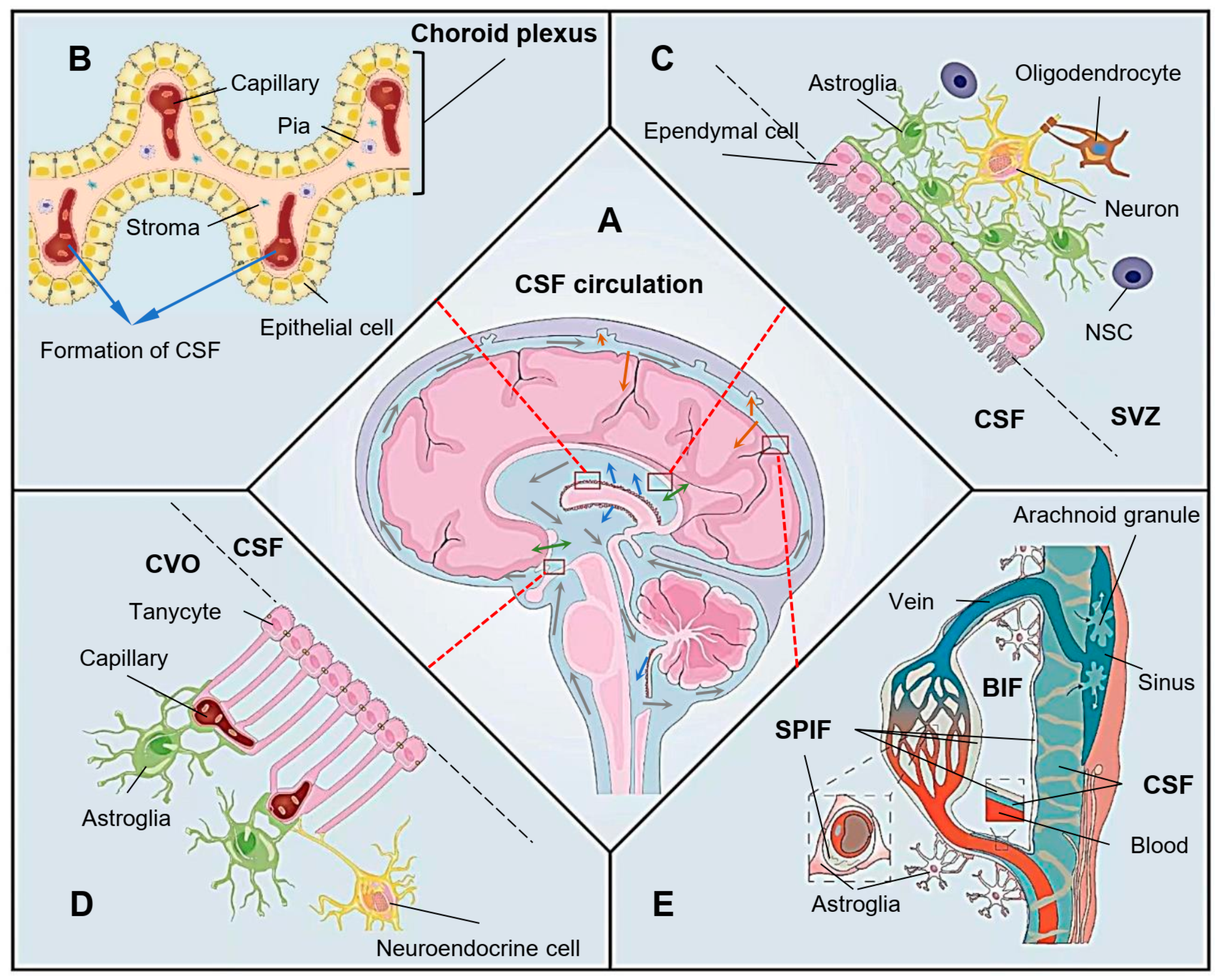 Biomolecules 13 00754 g001