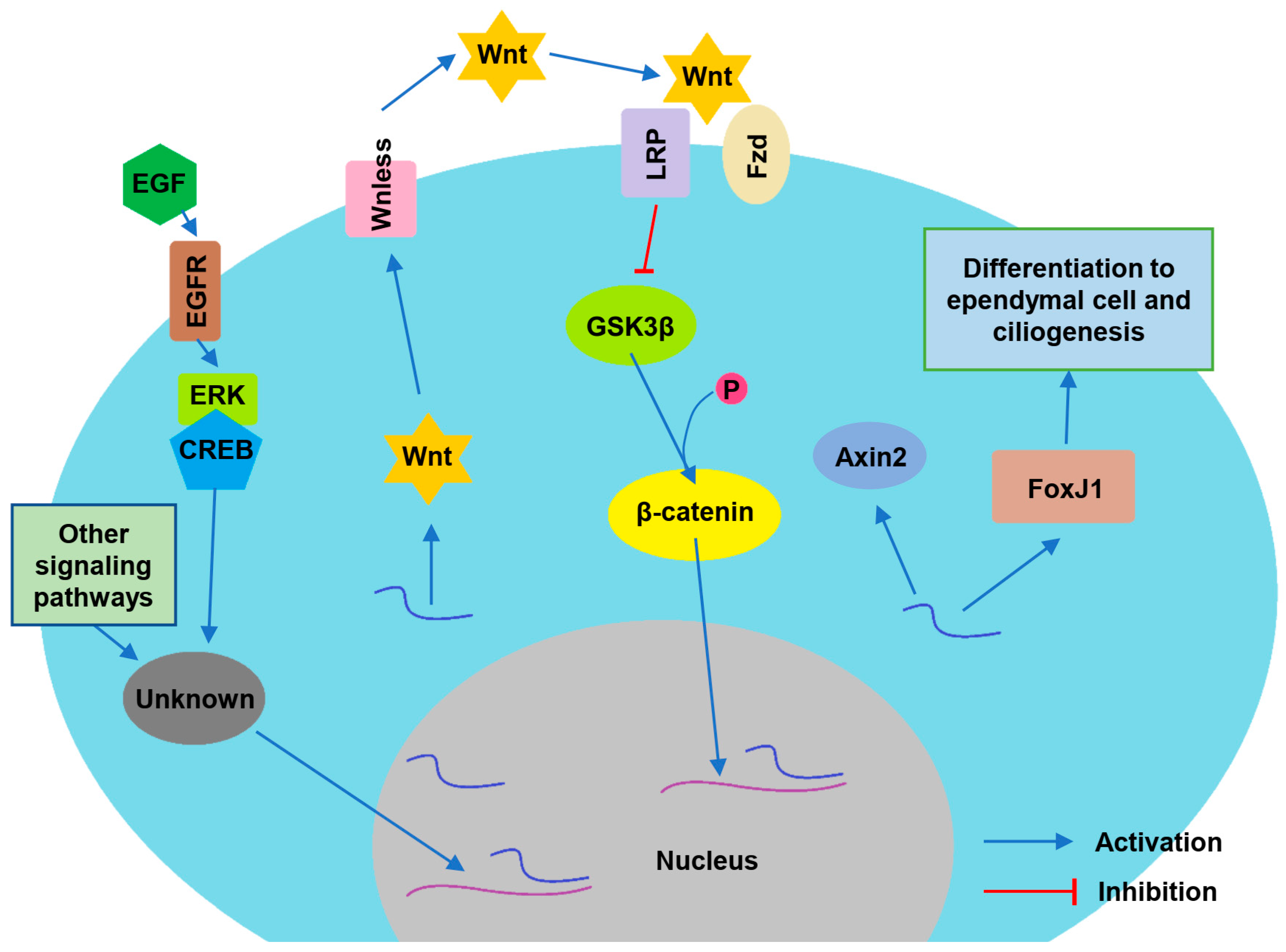 Biomolecules 13 00754 g003