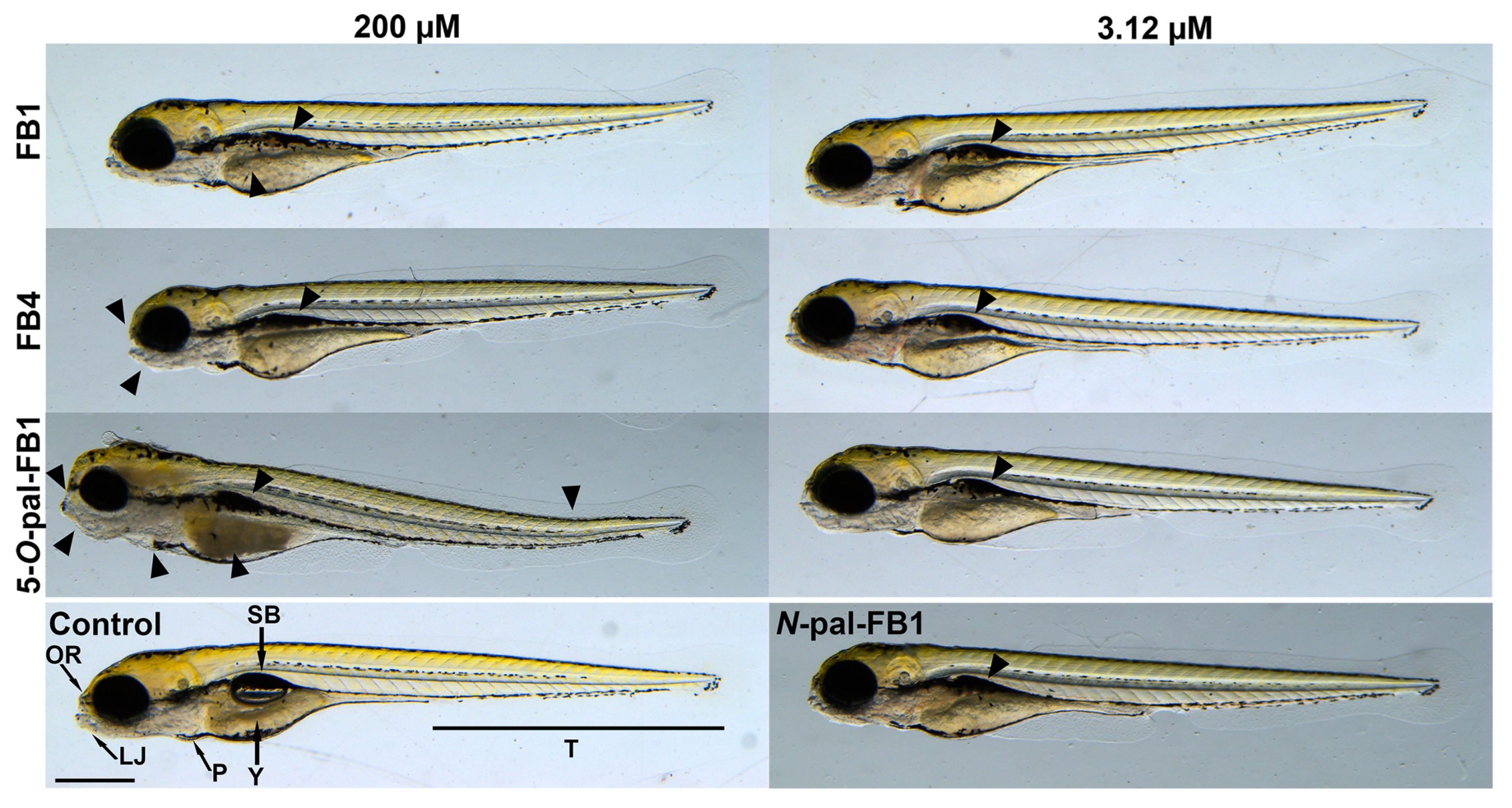 Biomolecules 13 00755 g007