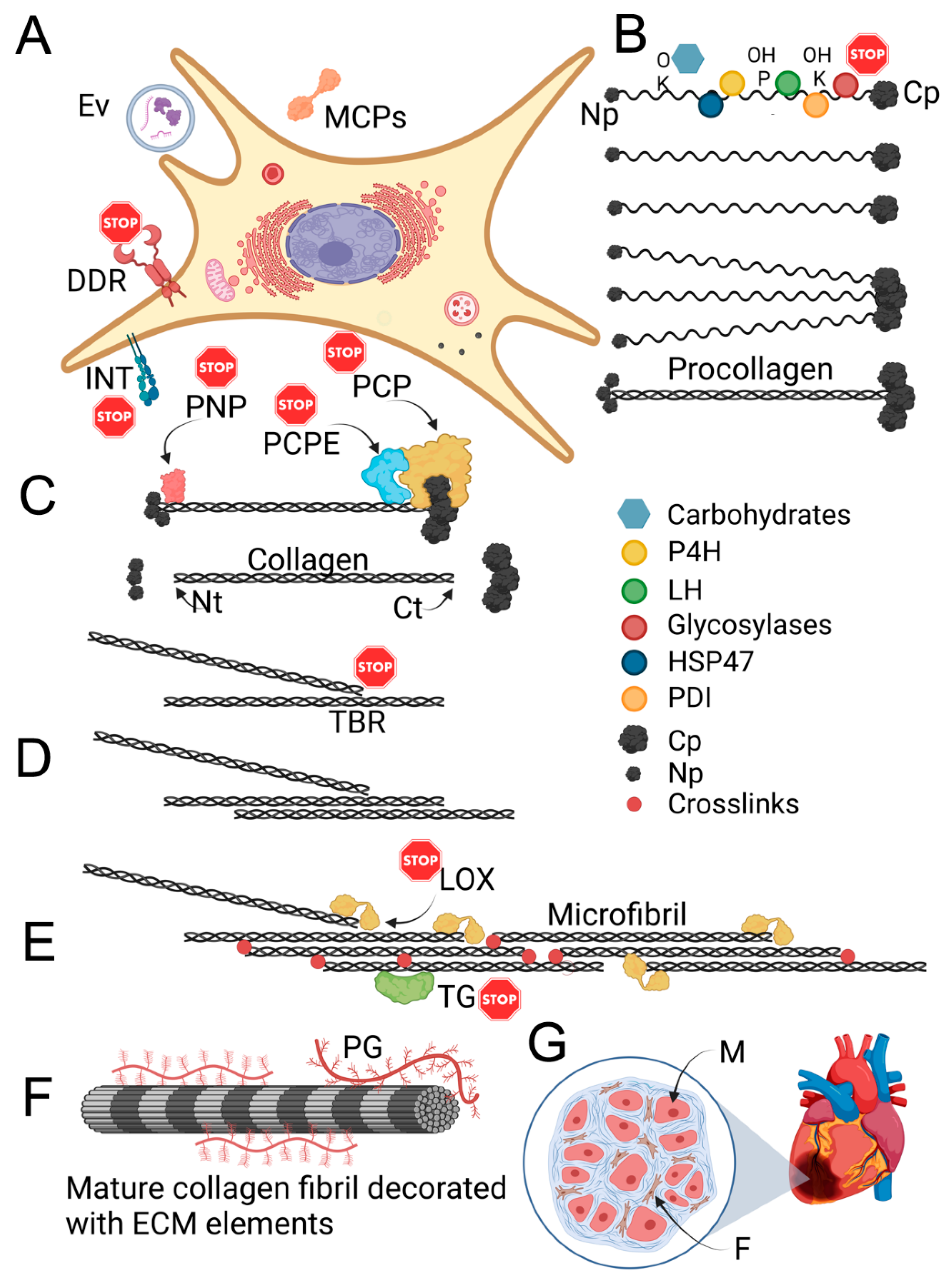 Biomolecules 13 00758 g003
