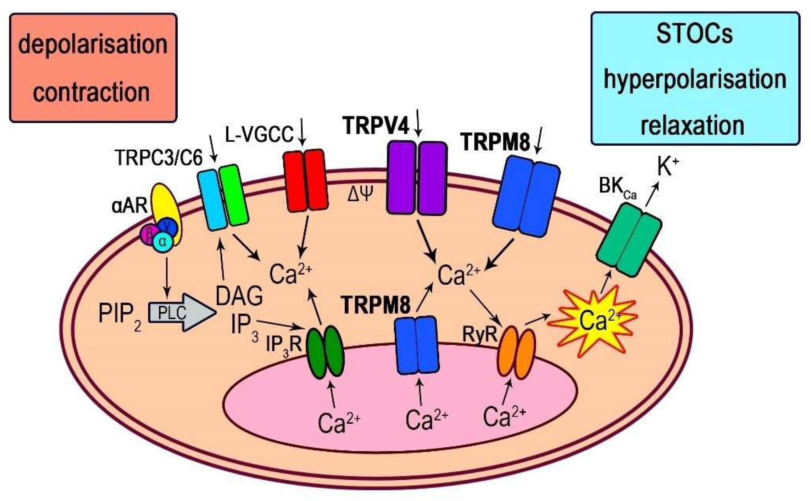 Biomolecules 13 00759 g008