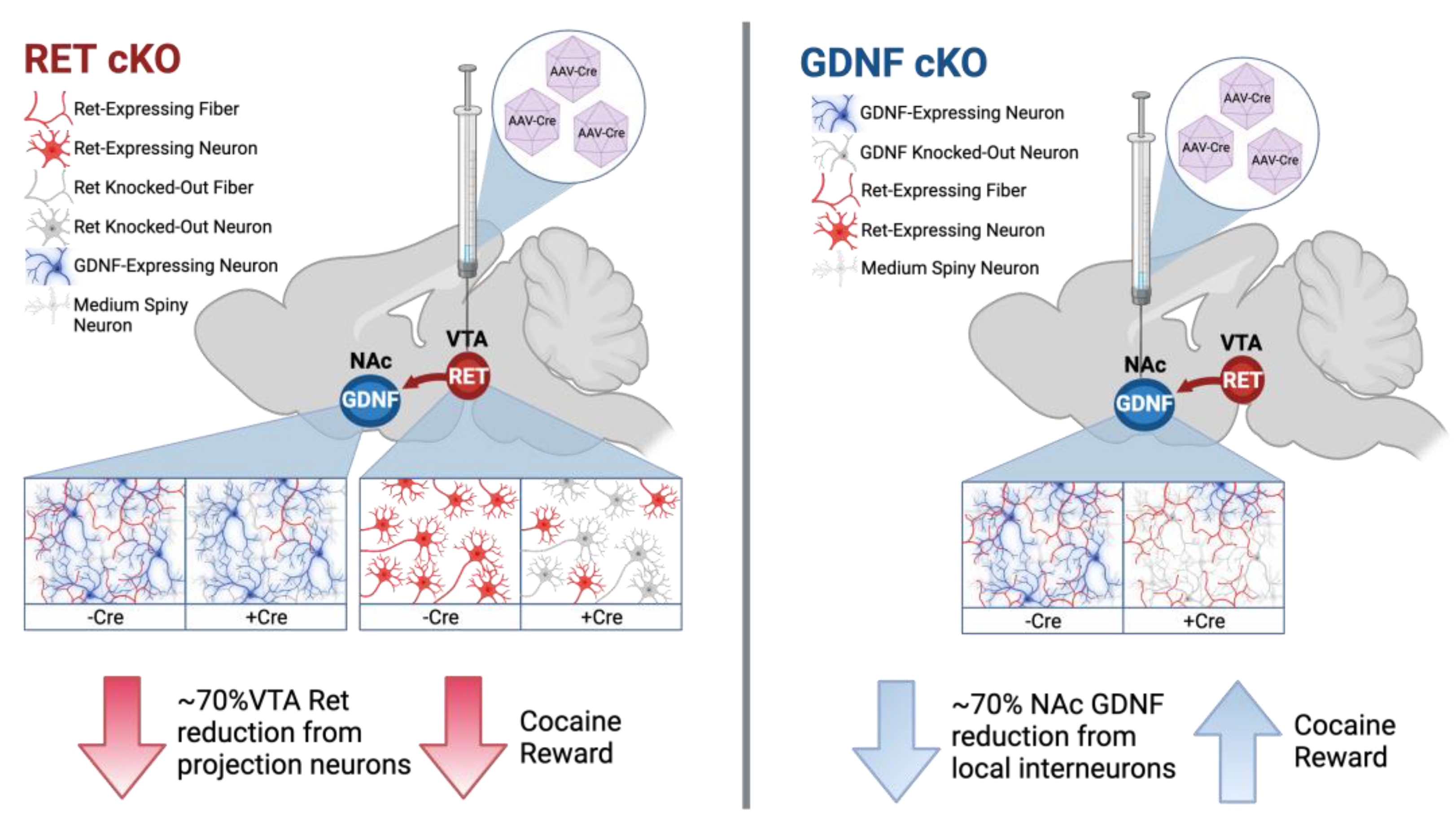 Biomolecules 13 00761 g006