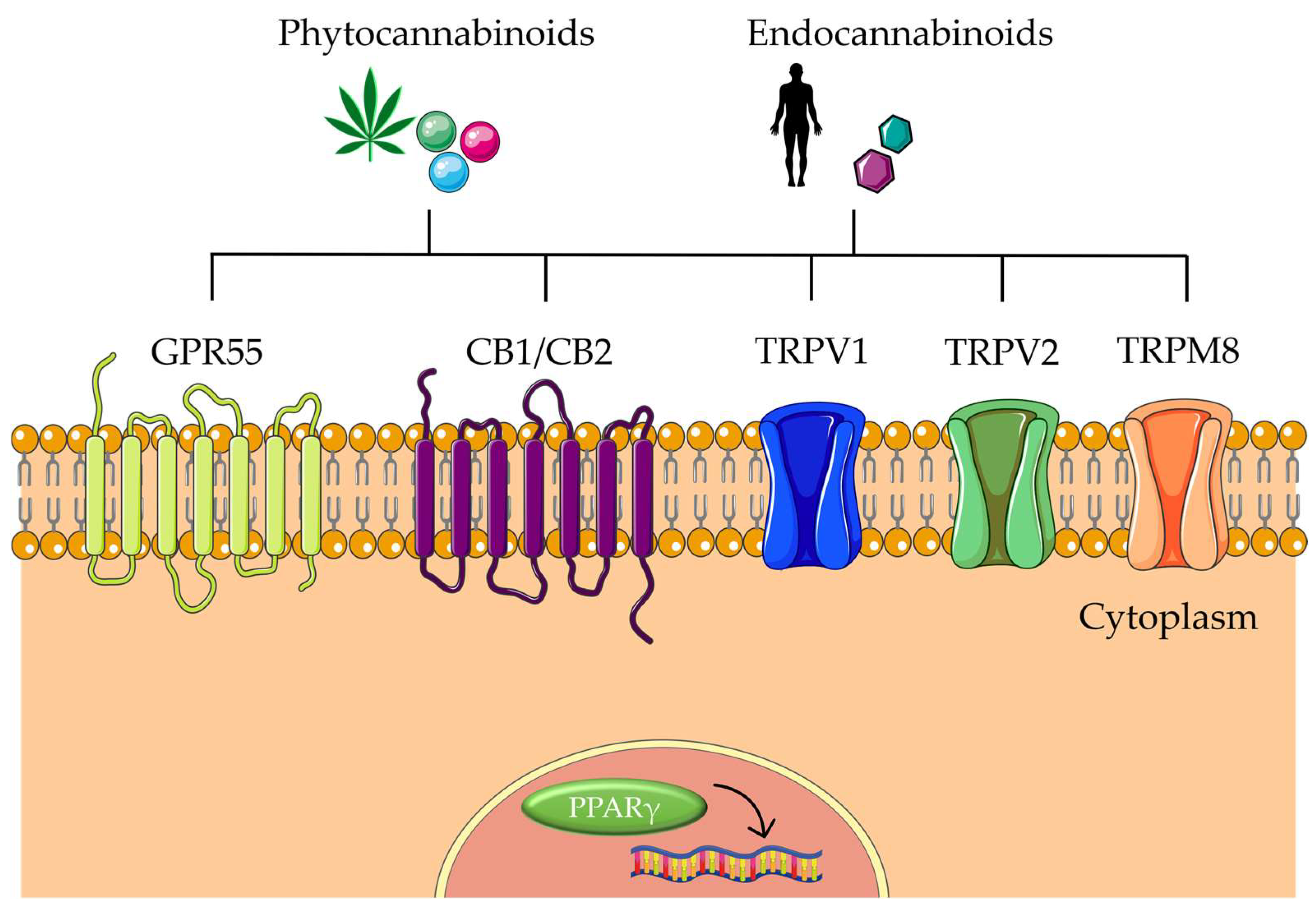 Biomolecules 13 00764 g004