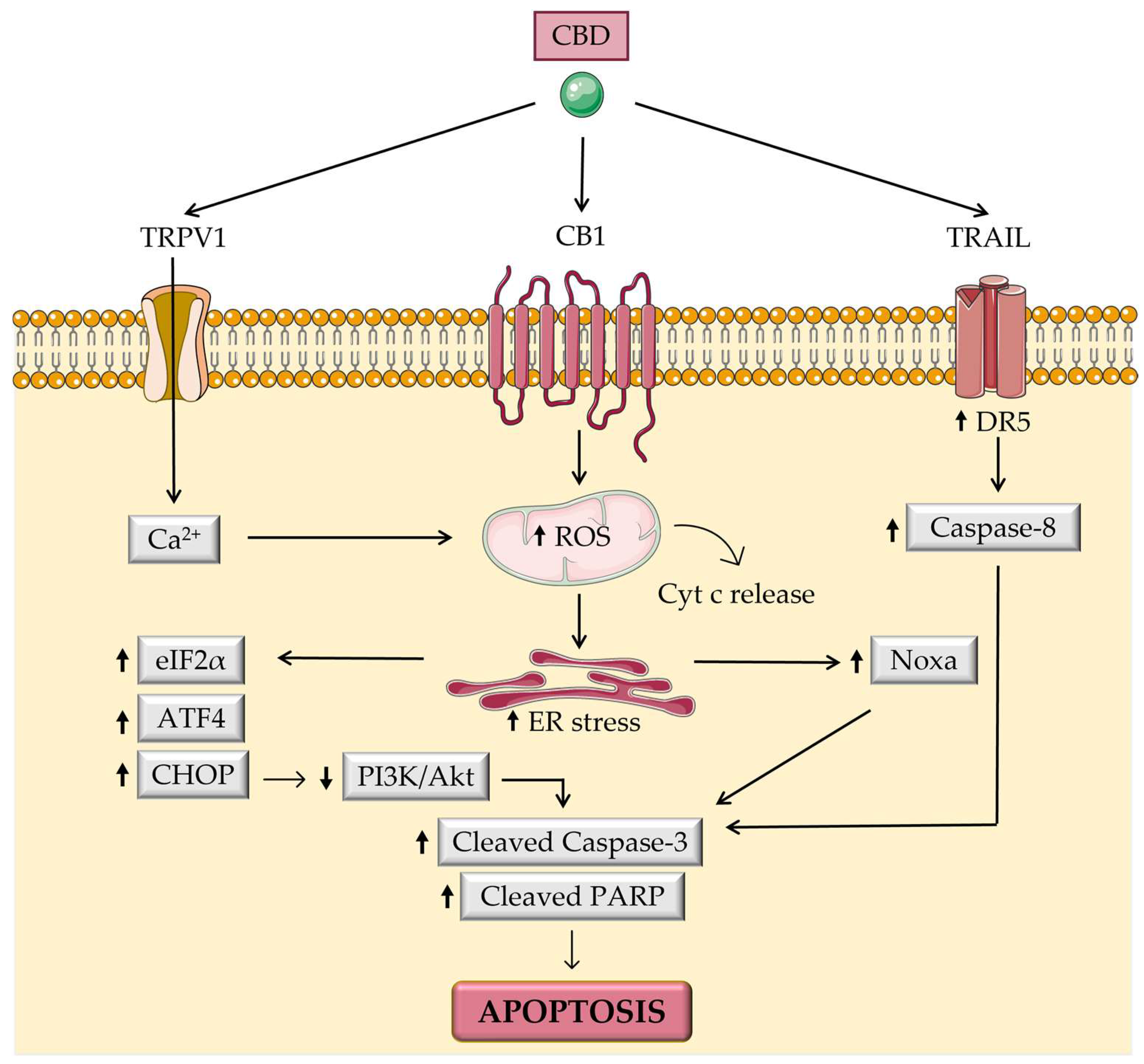 Biomolecules 13 00764 g005