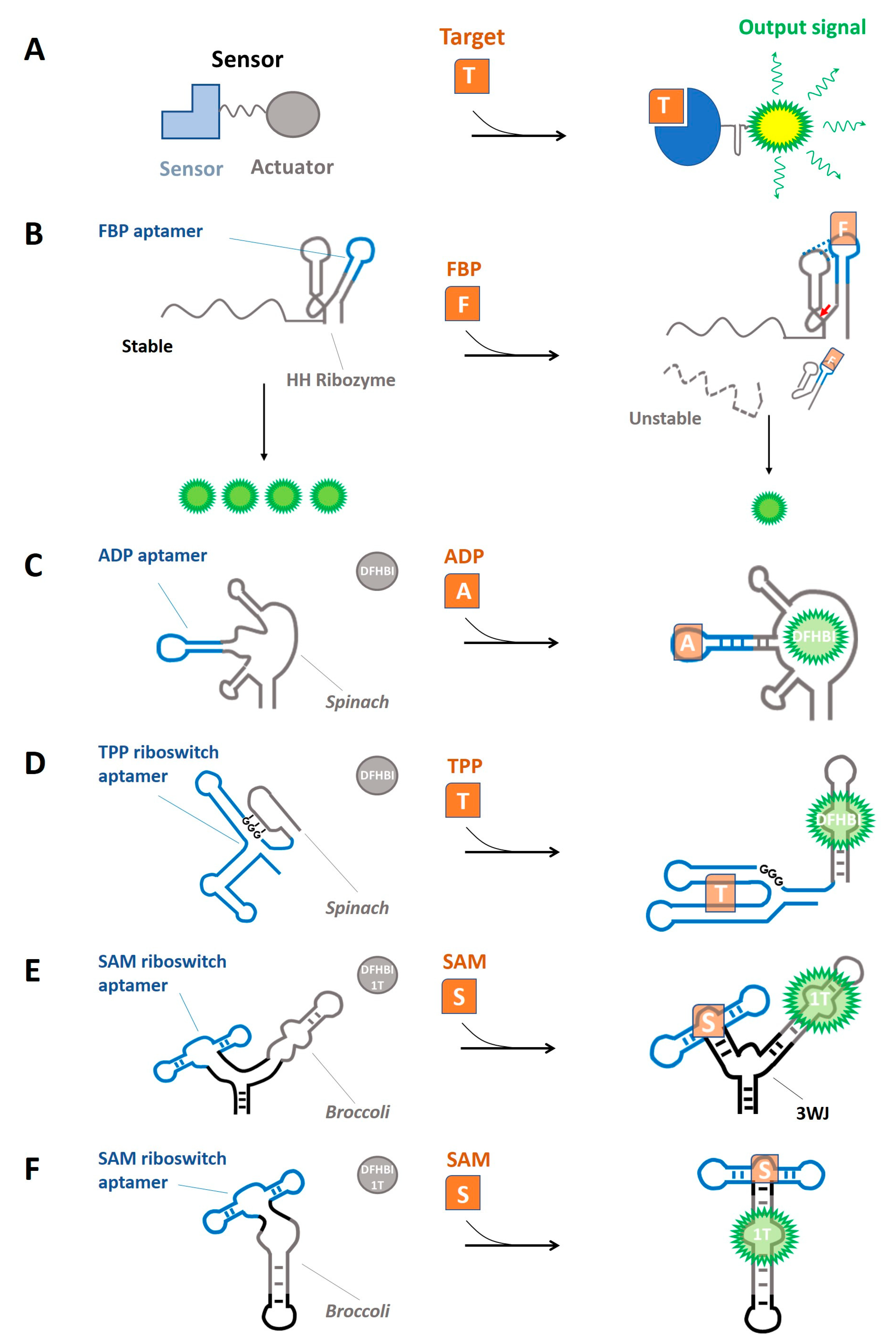 Biomolecules 13 00765 g001